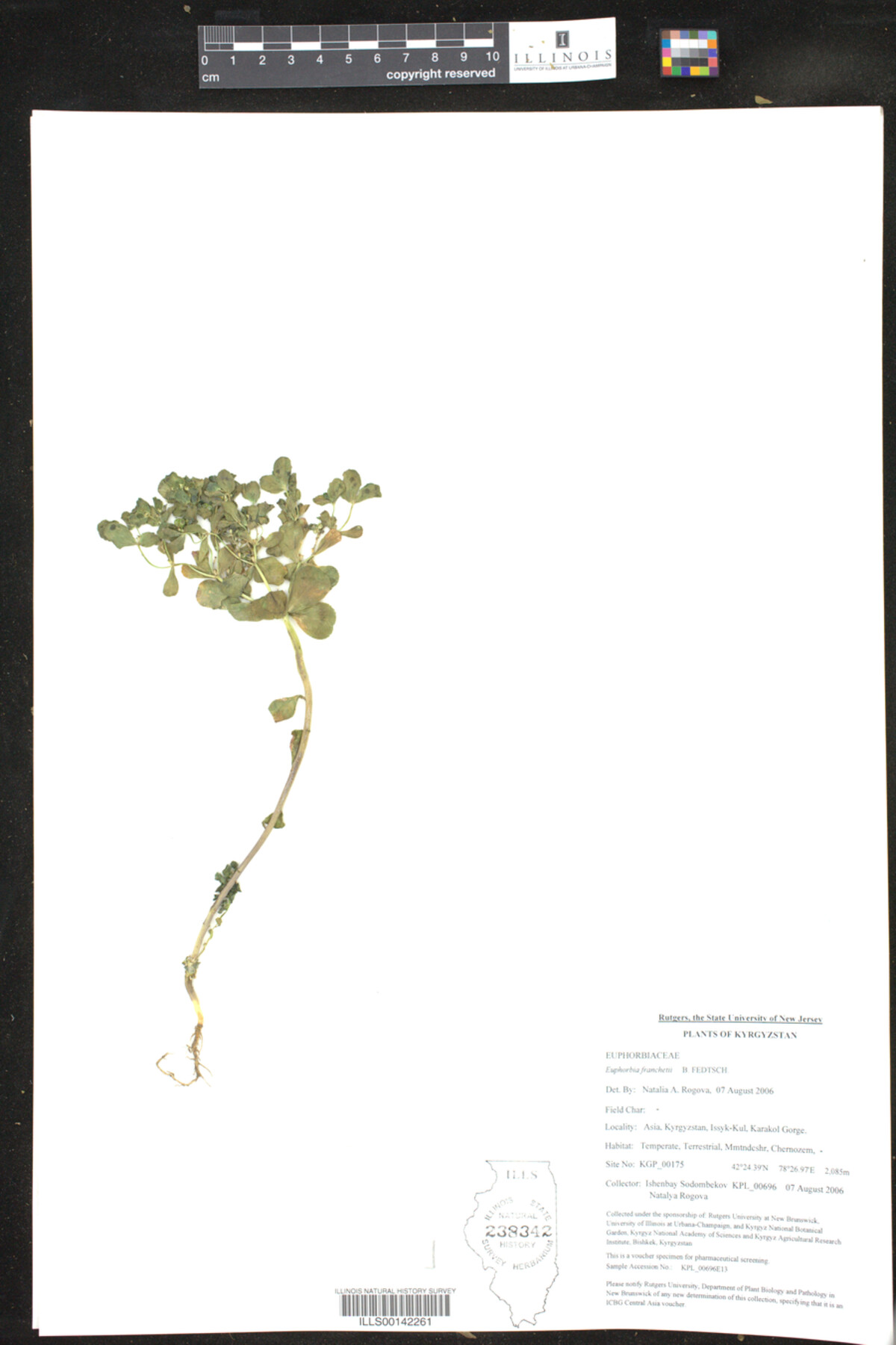 Euphorbia franchetii image