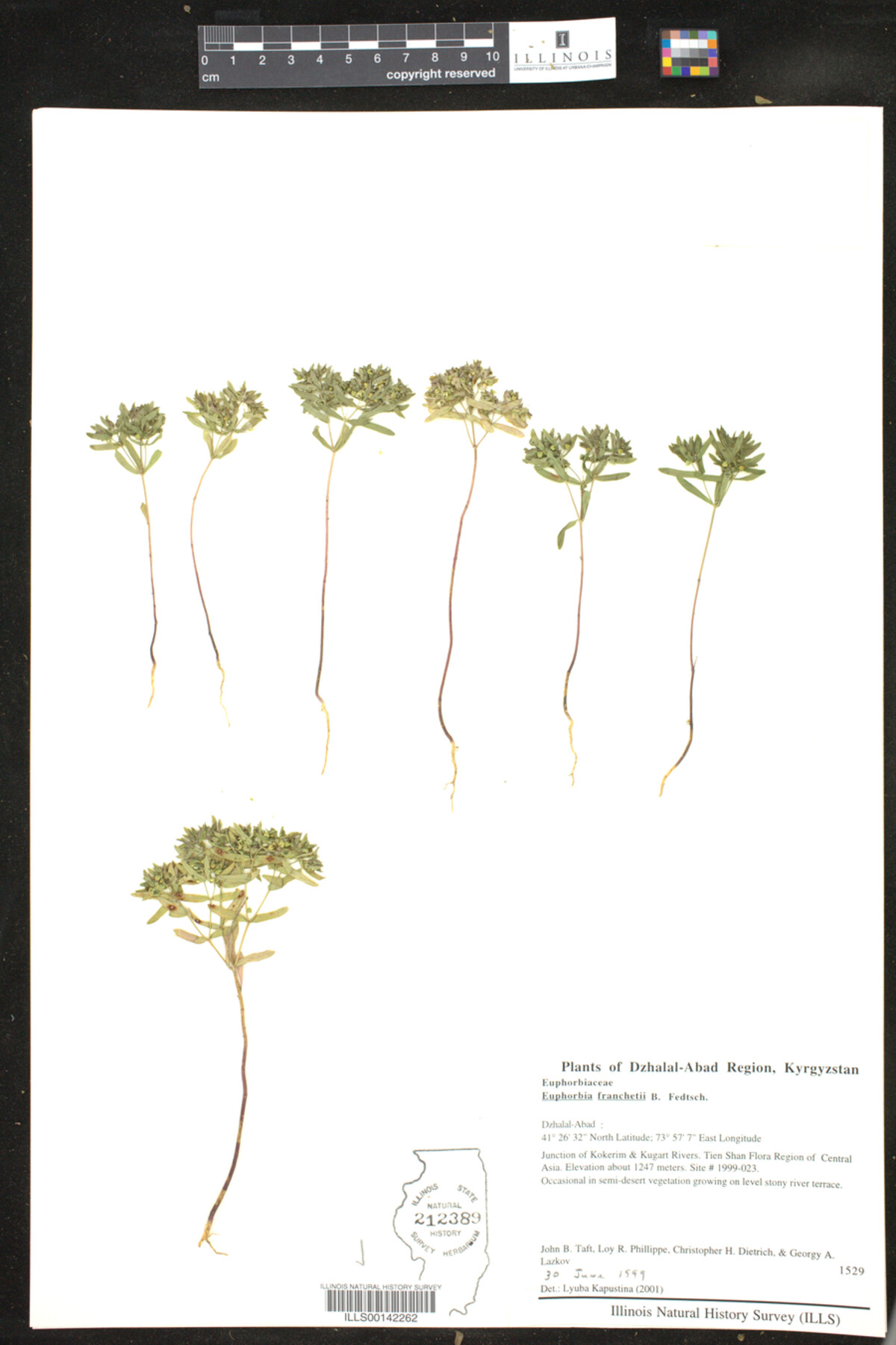 Euphorbia franchetii image