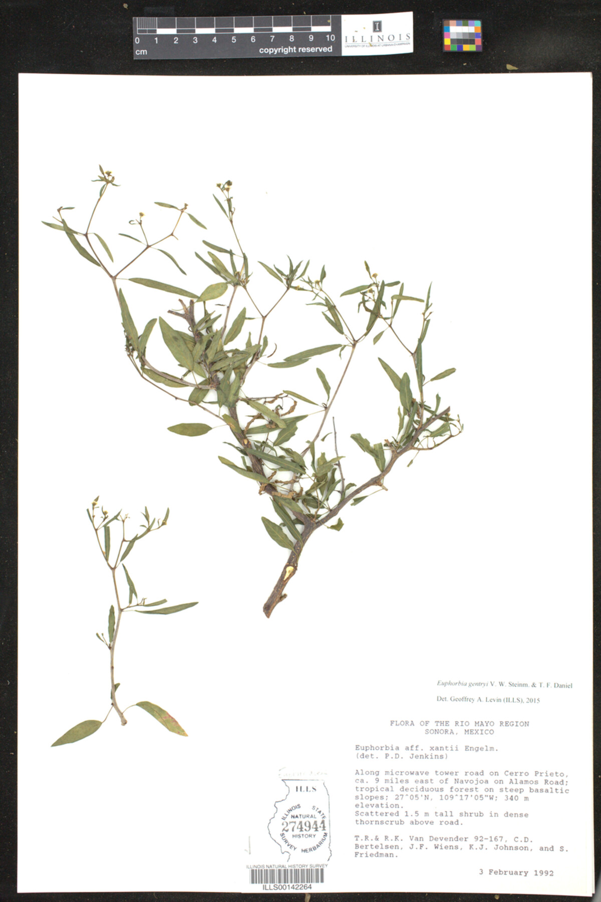 Euphorbia gentryi image