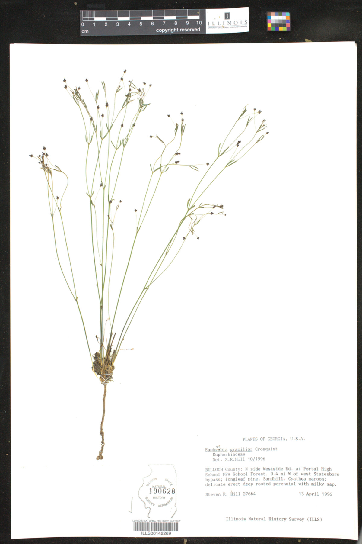 Euphorbia exserta image