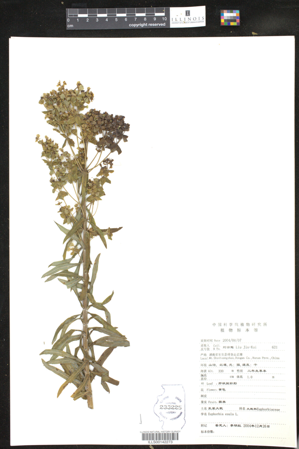 Euphorbia esula image