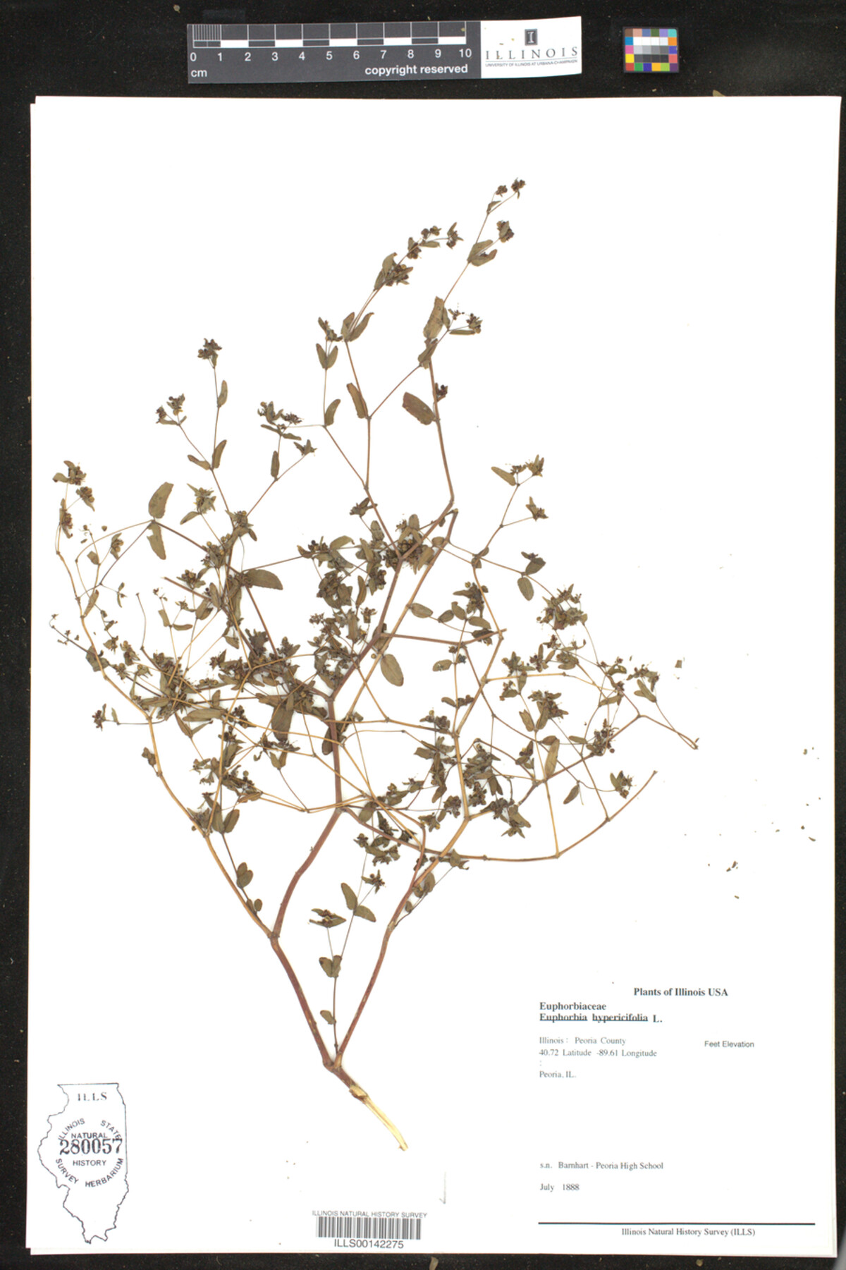 Euphorbia hypericifolia image