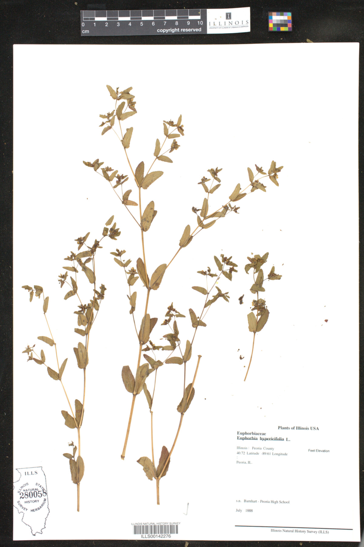 Euphorbia hypericifolia image