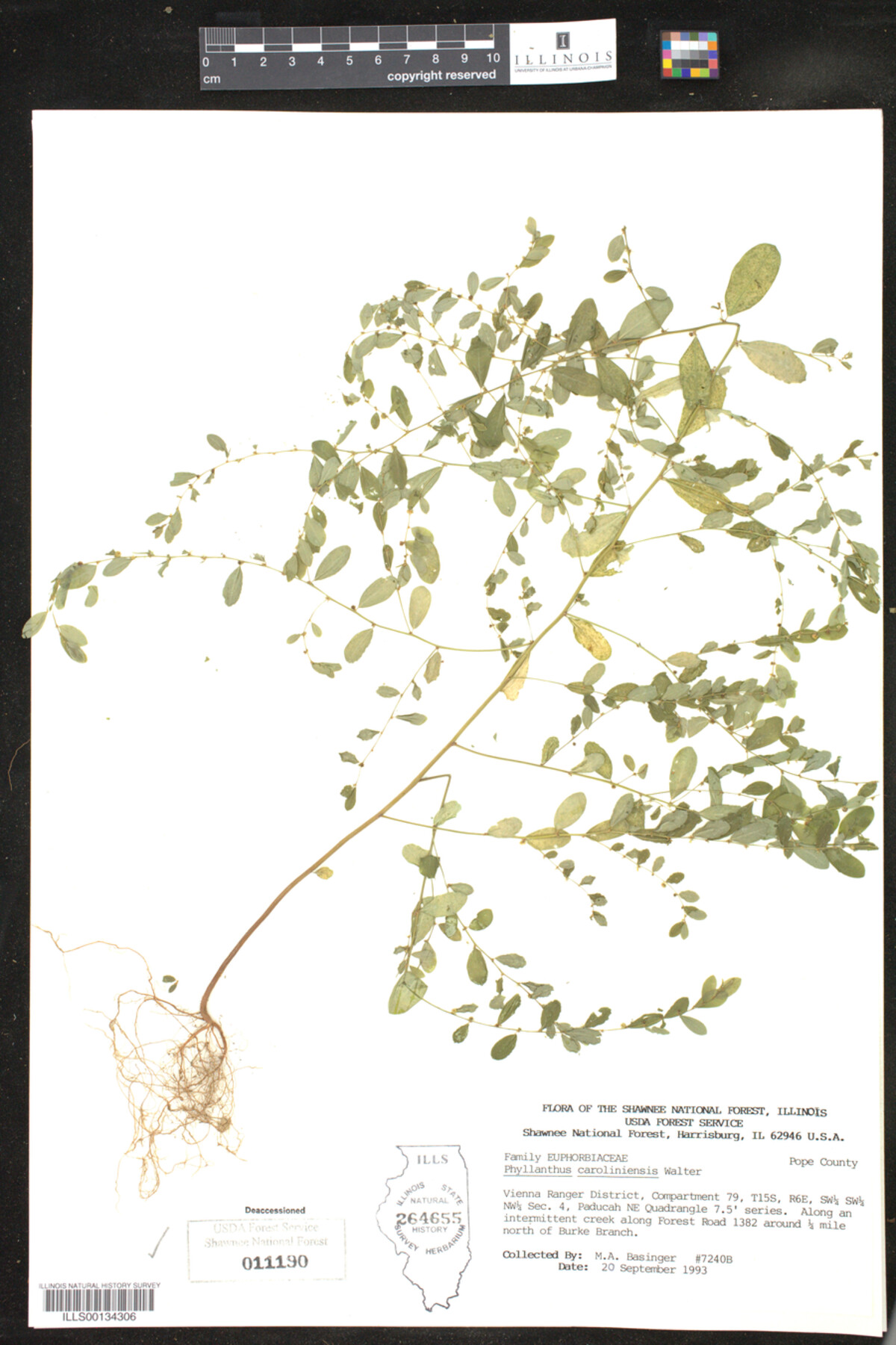 Phyllanthus caroliniensis image