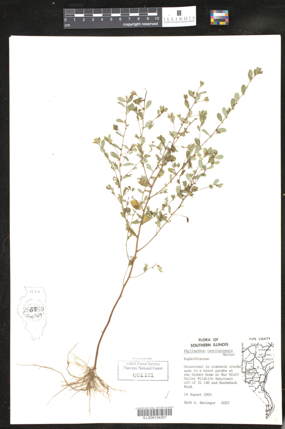 Phyllanthus caroliniensis image