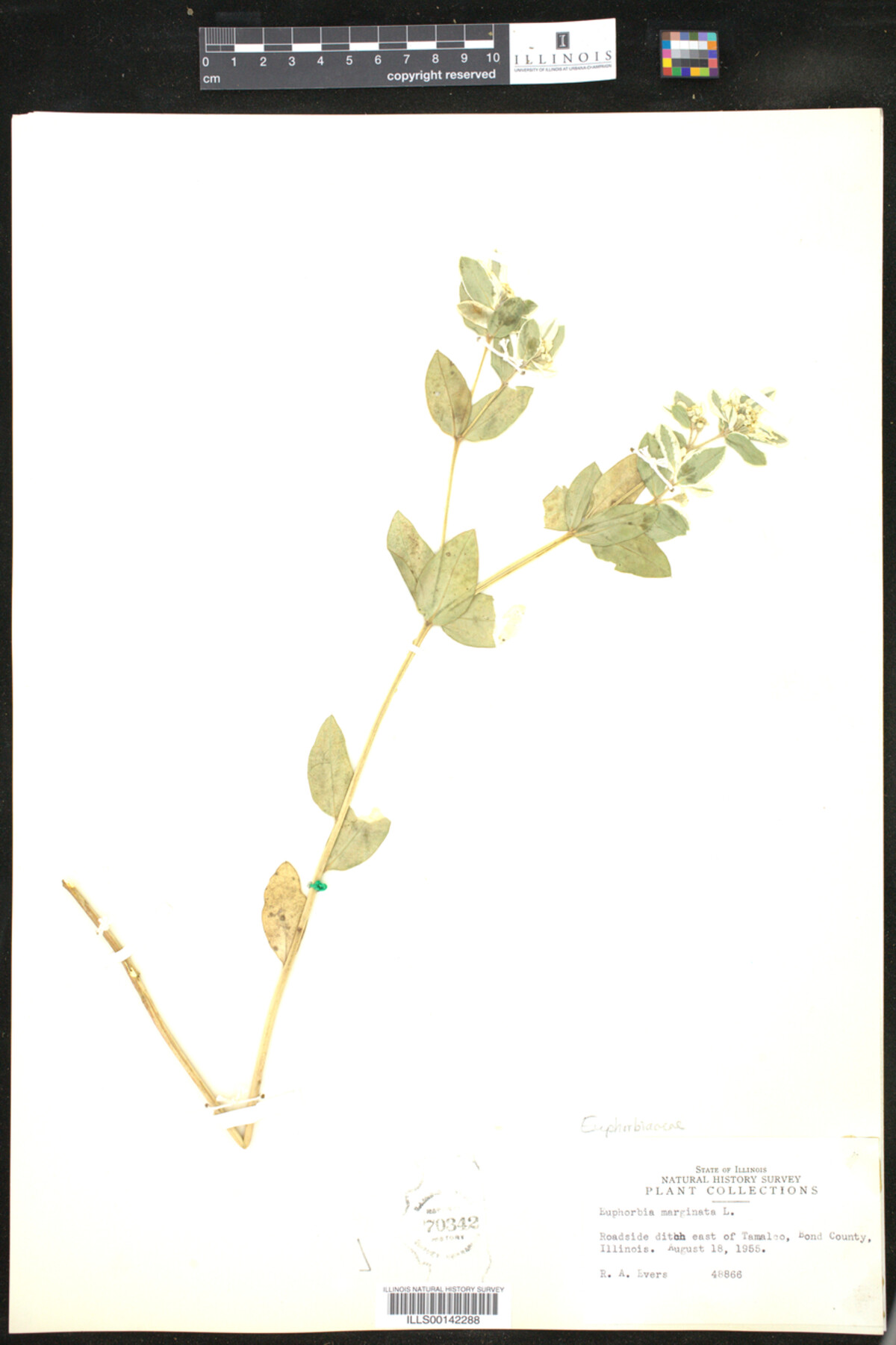 Euphorbia marginata image