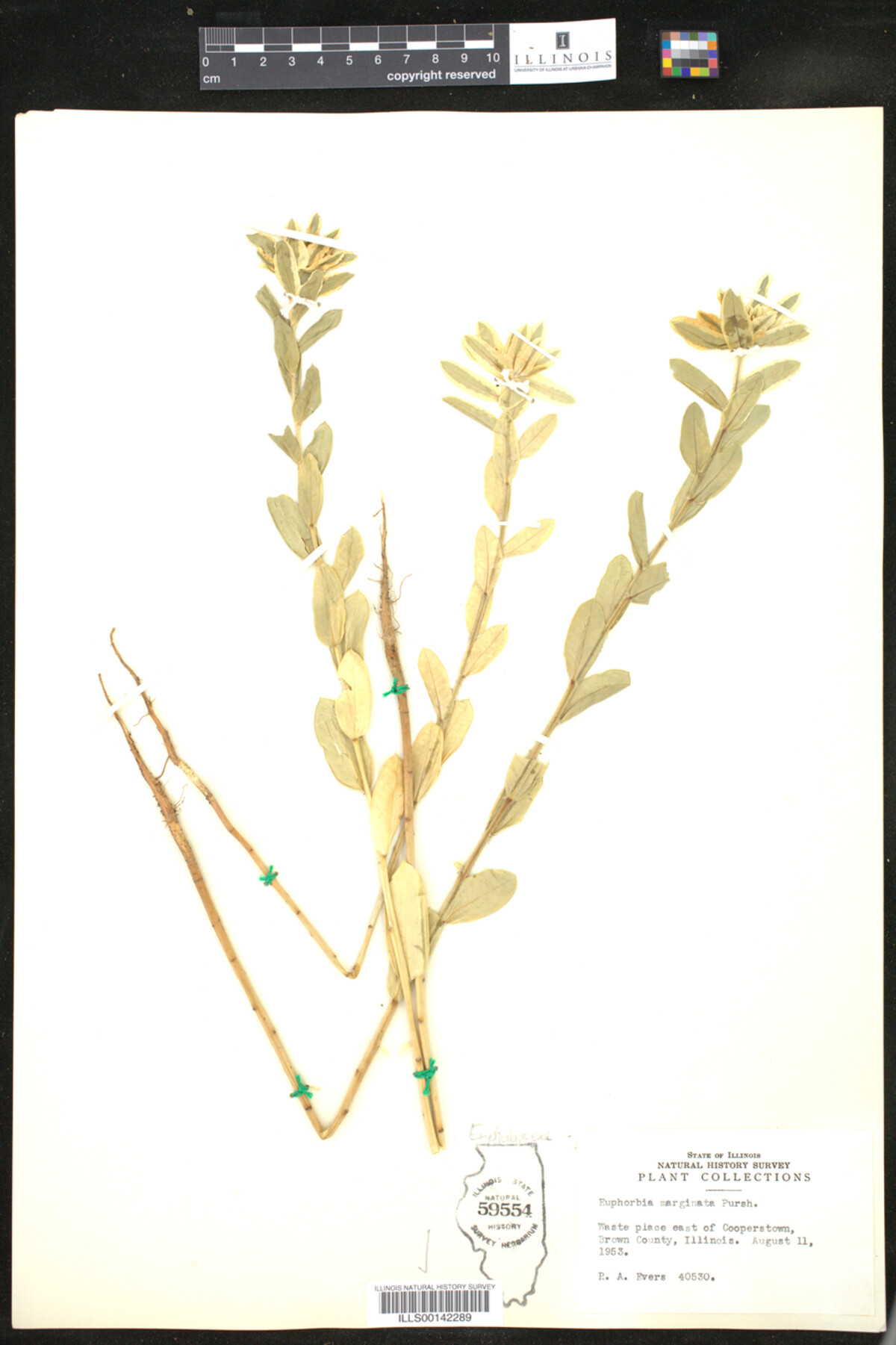 Euphorbia marginata image