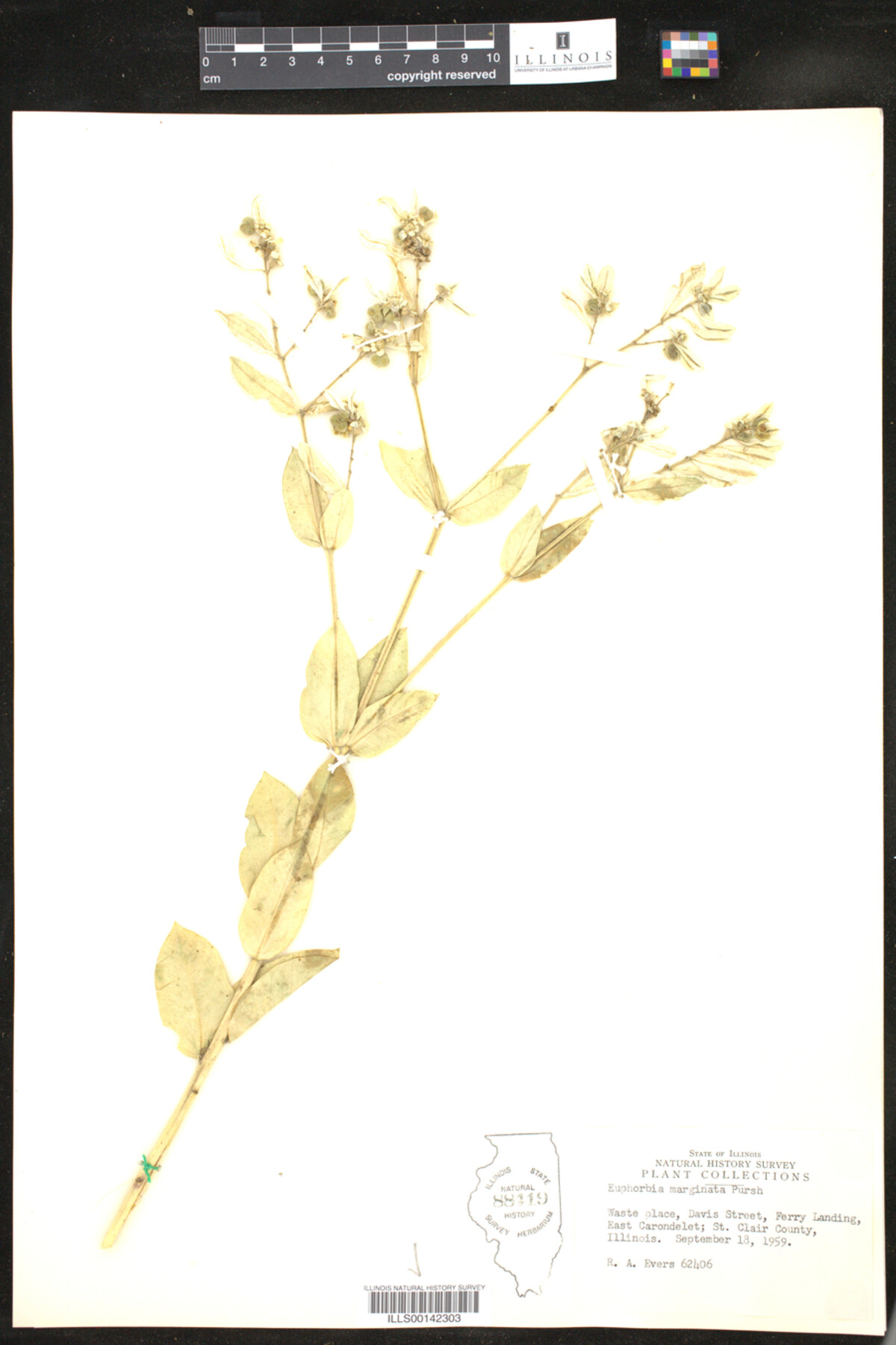 Euphorbia marginata image