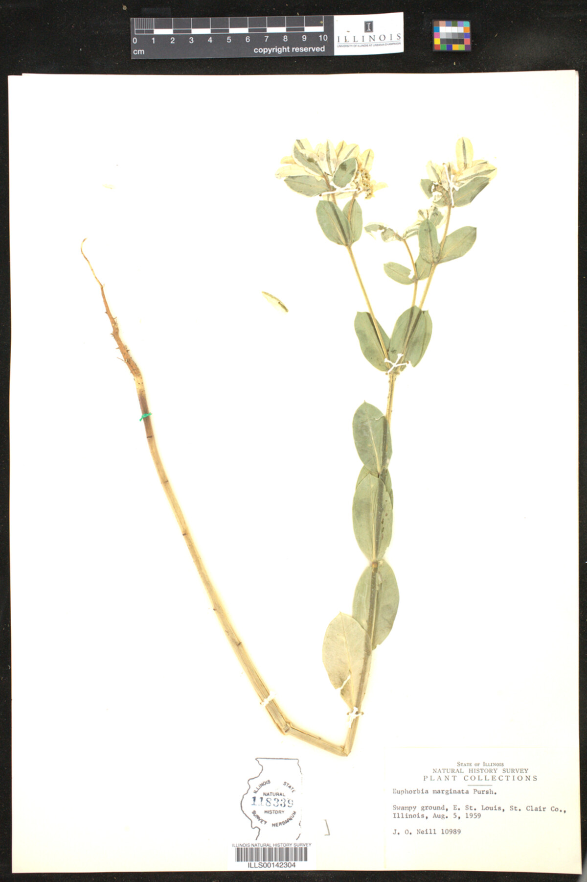 Euphorbia marginata image