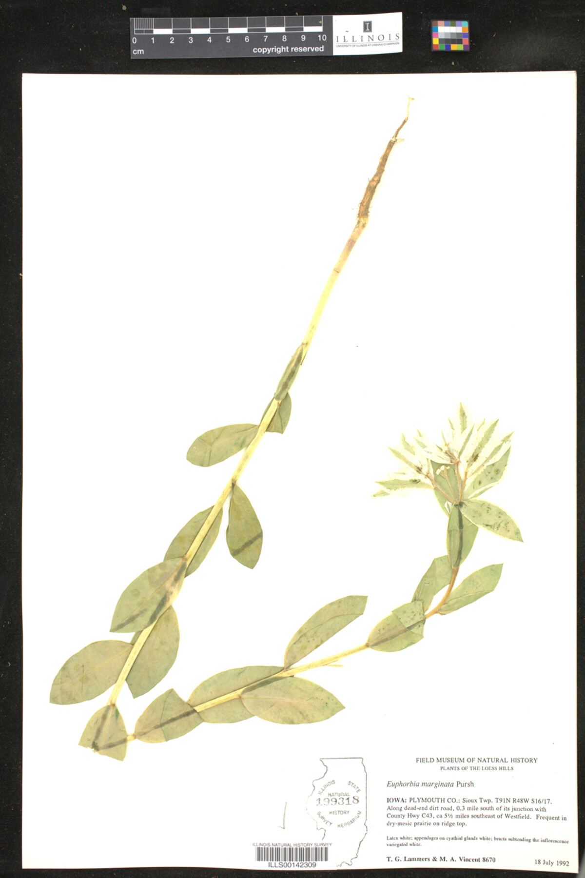 Euphorbia marginata image