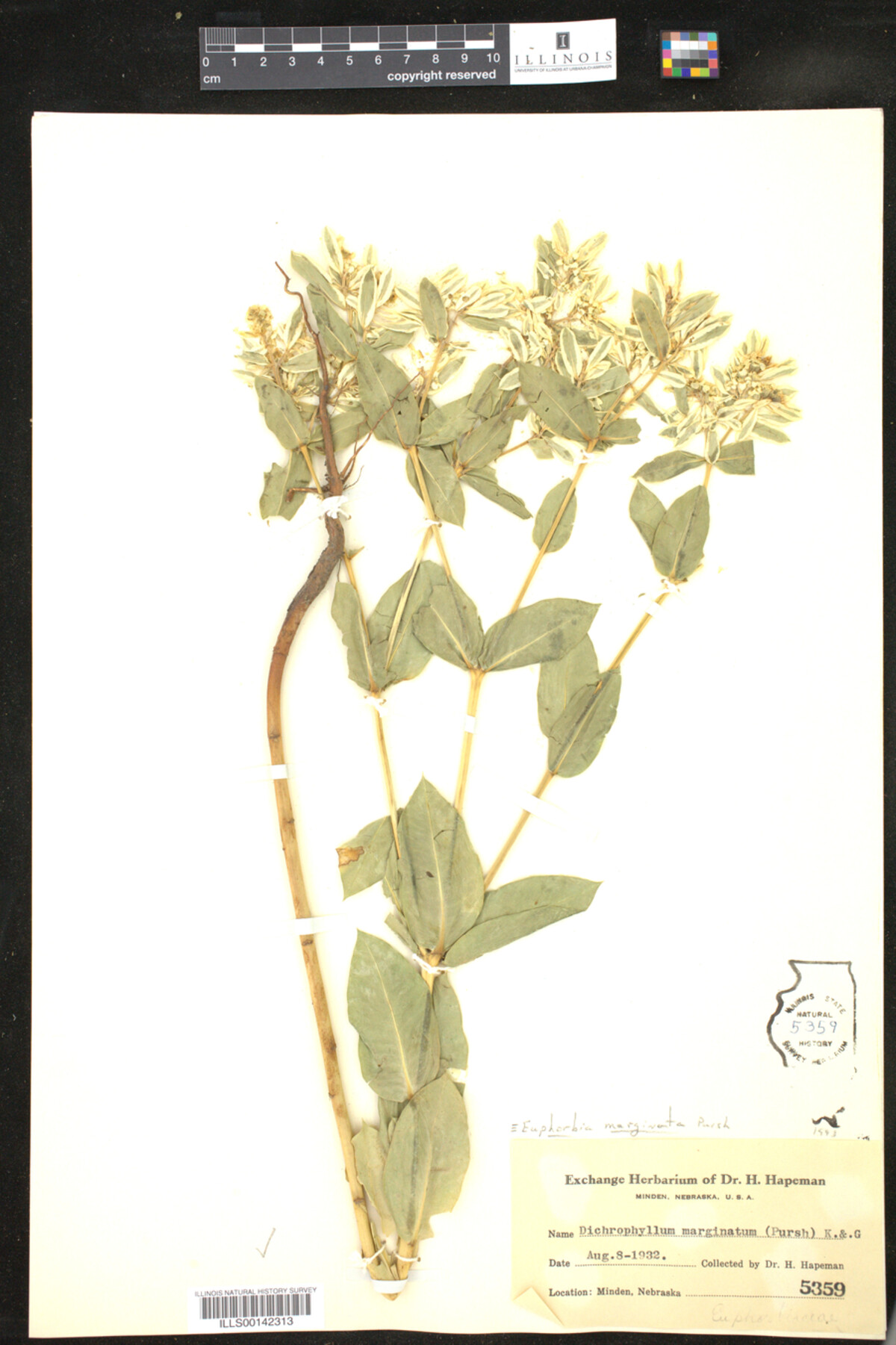 Euphorbia marginata image