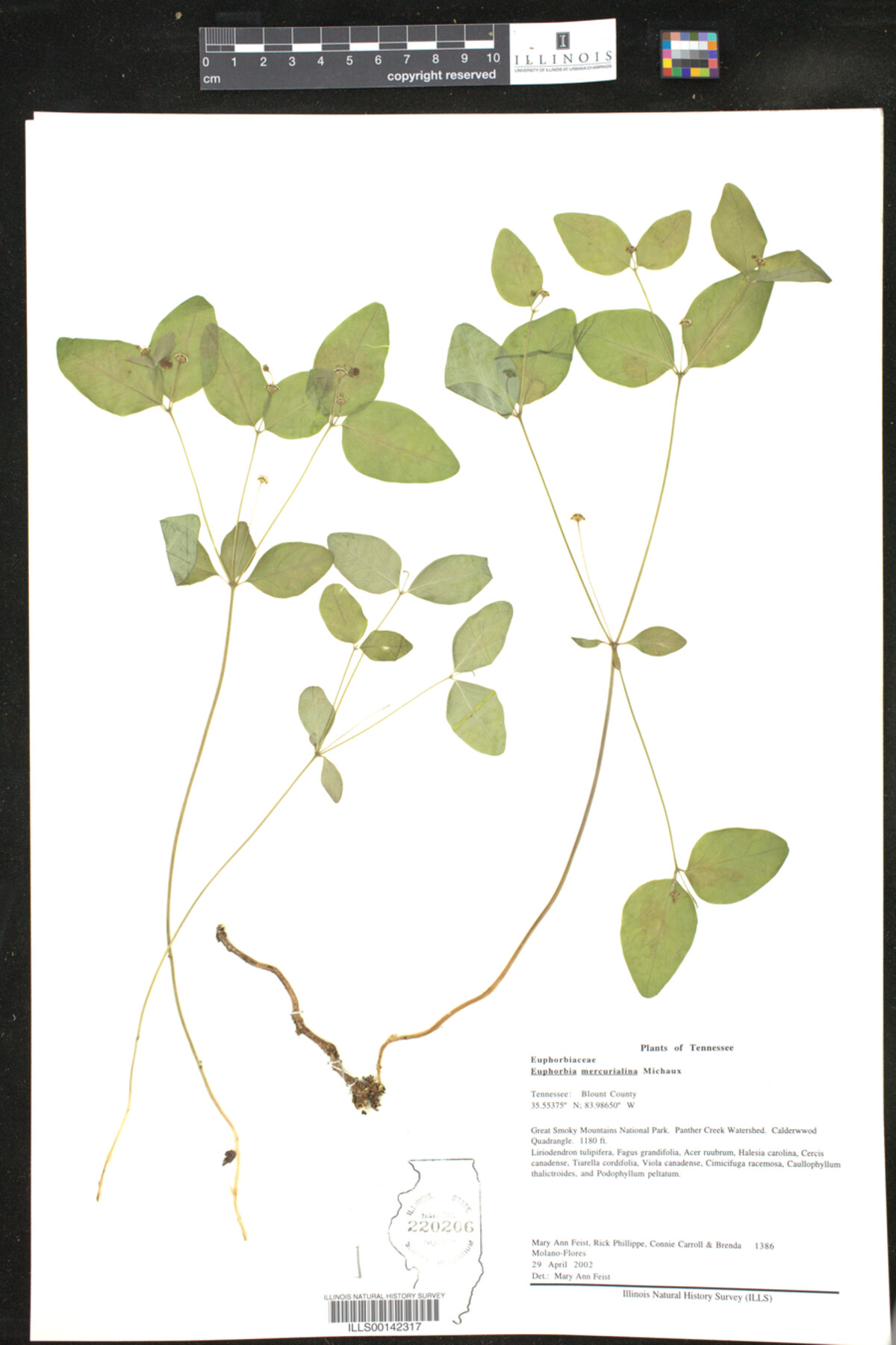 Euphorbia mercurialina image