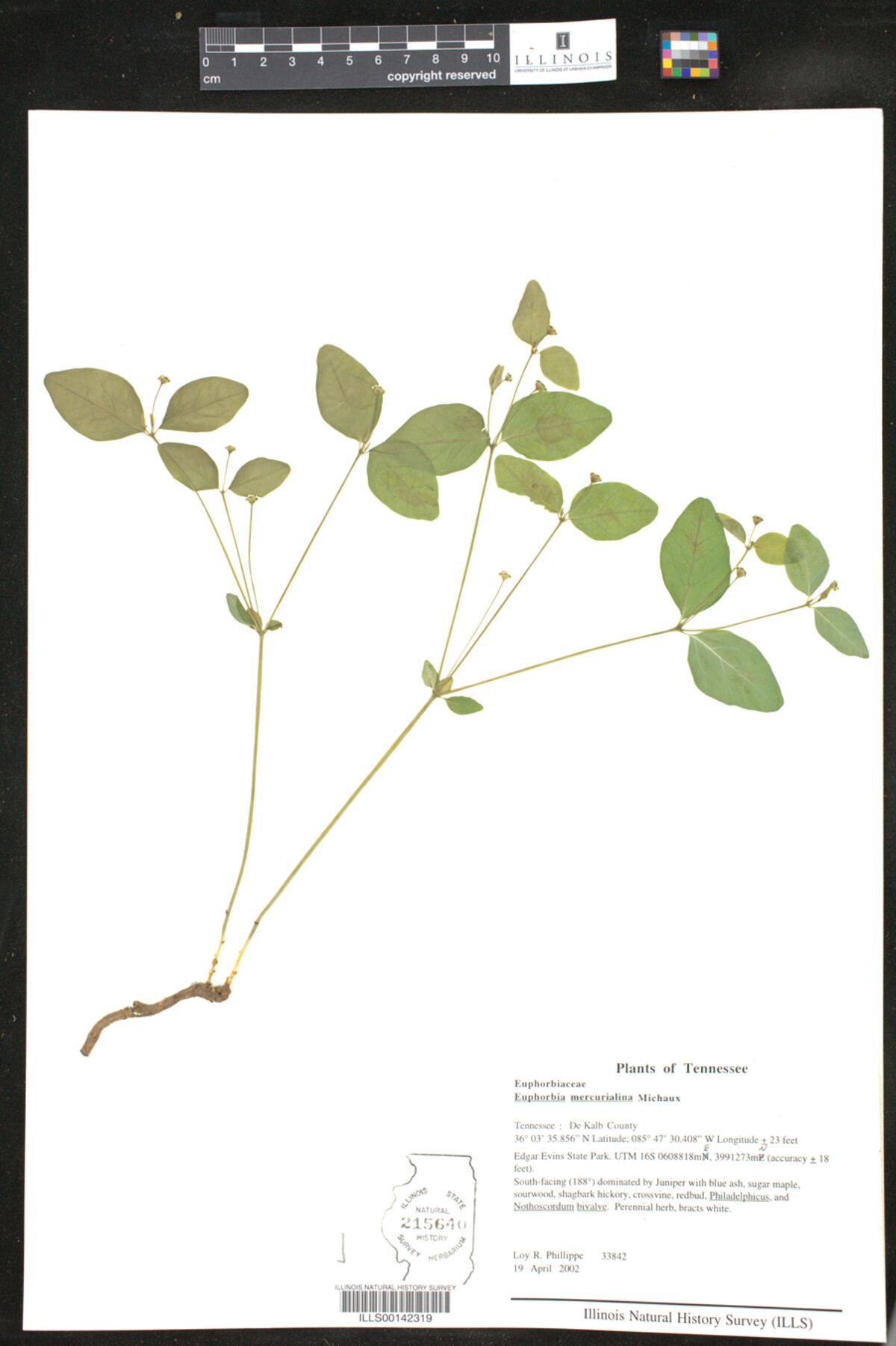 Euphorbia mercurialina image