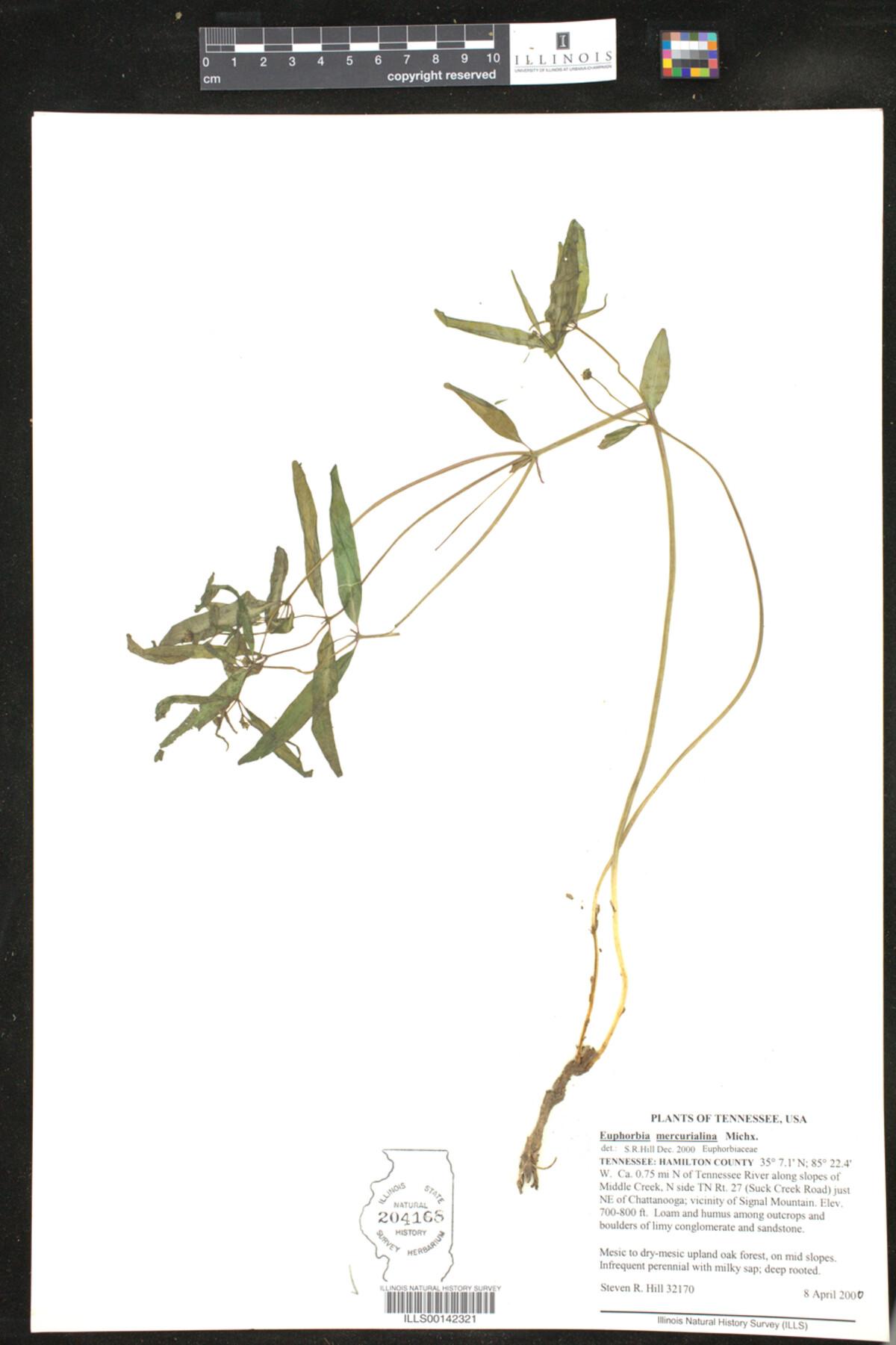 Euphorbia mercurialina image