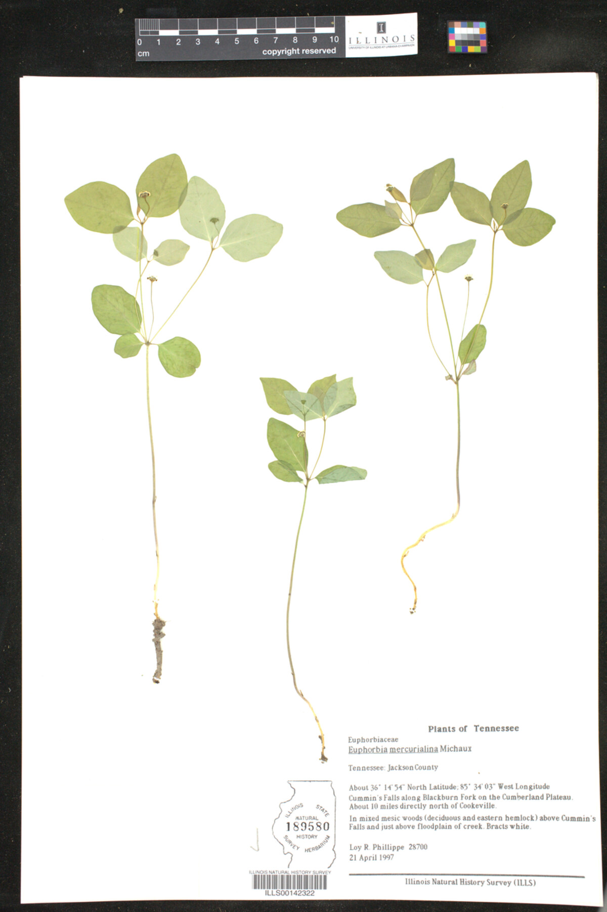 Euphorbia mercurialina image