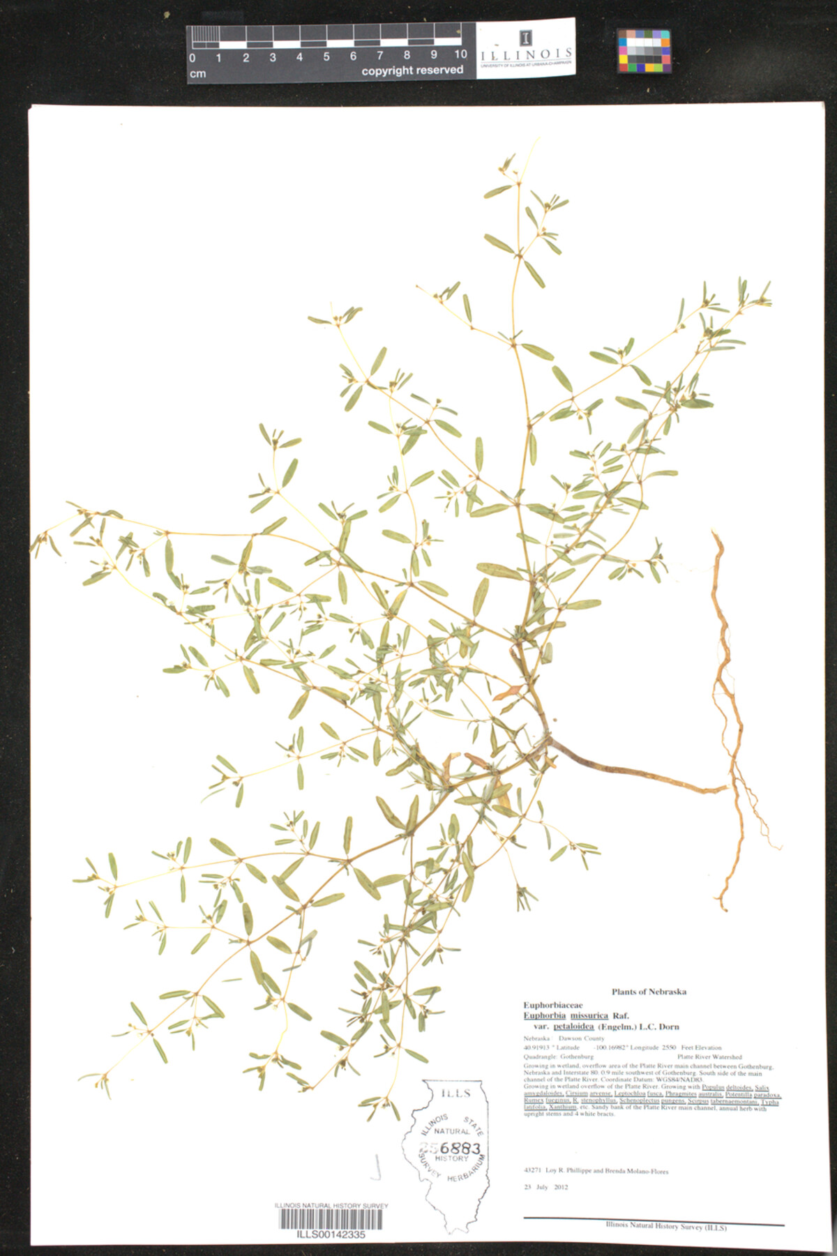 Euphorbia missurica image