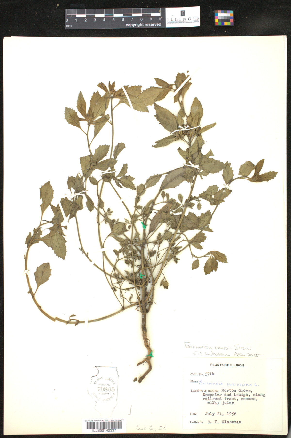 Euphorbia helioscopia image