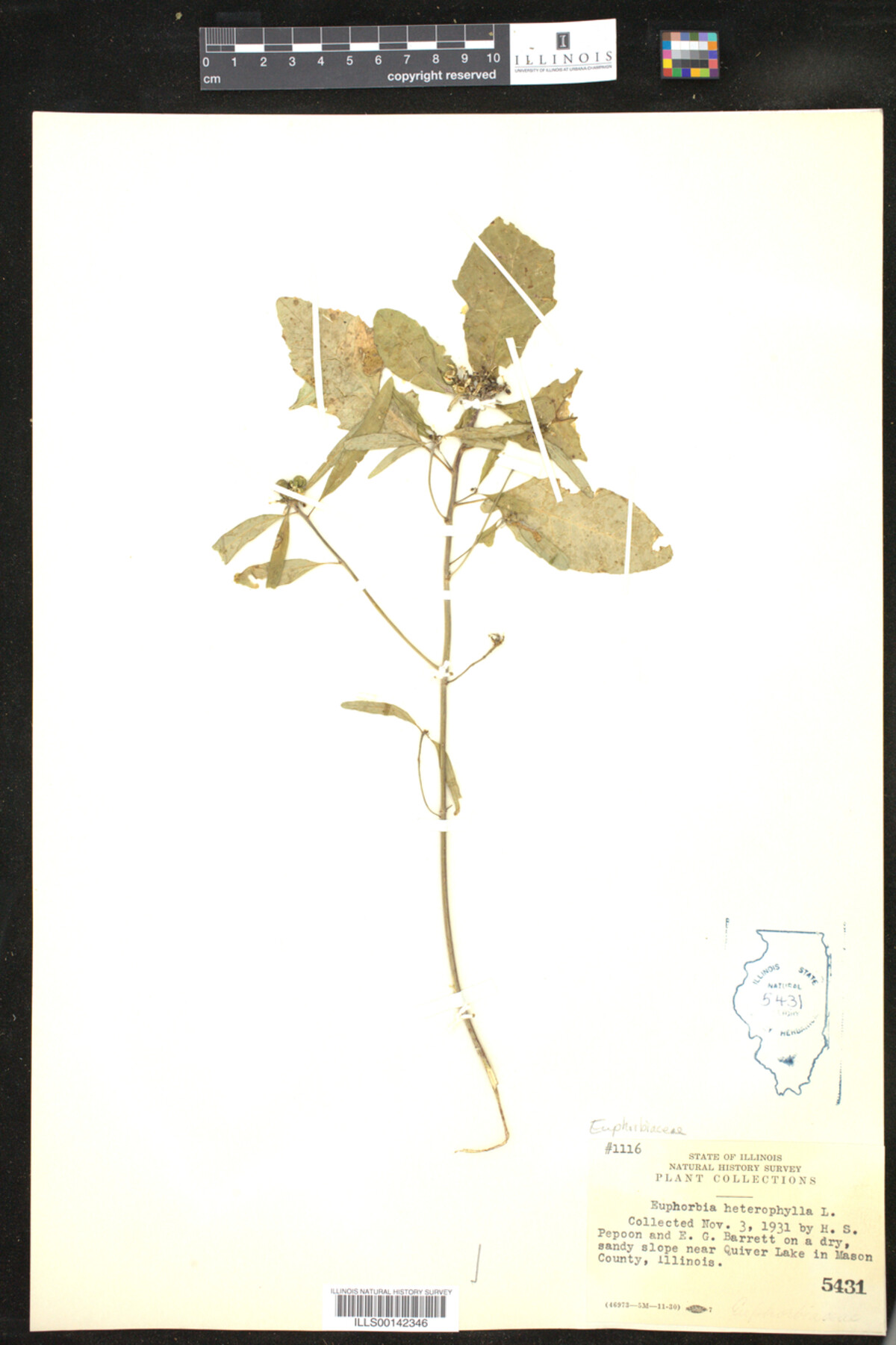 Euphorbia heterophylla image