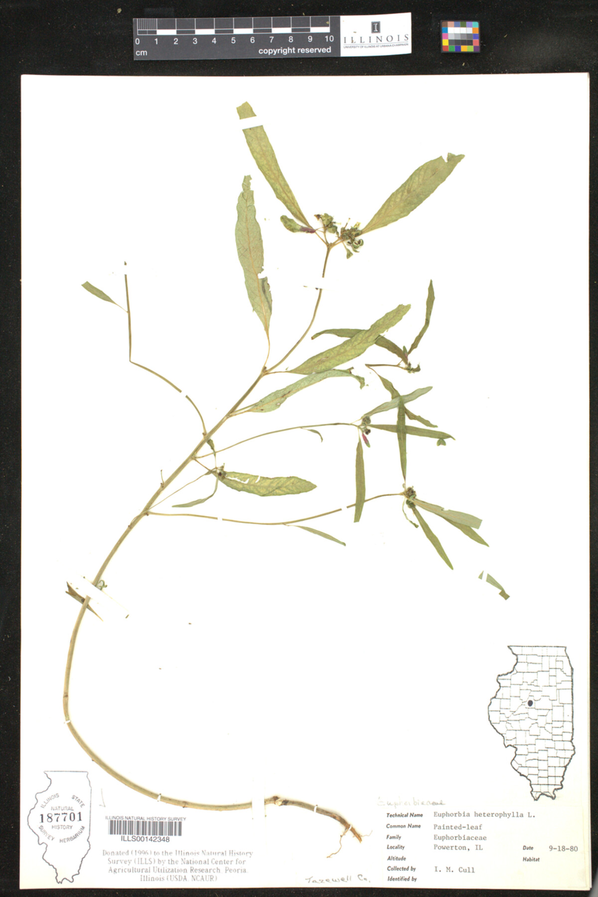 Euphorbia heterophylla image