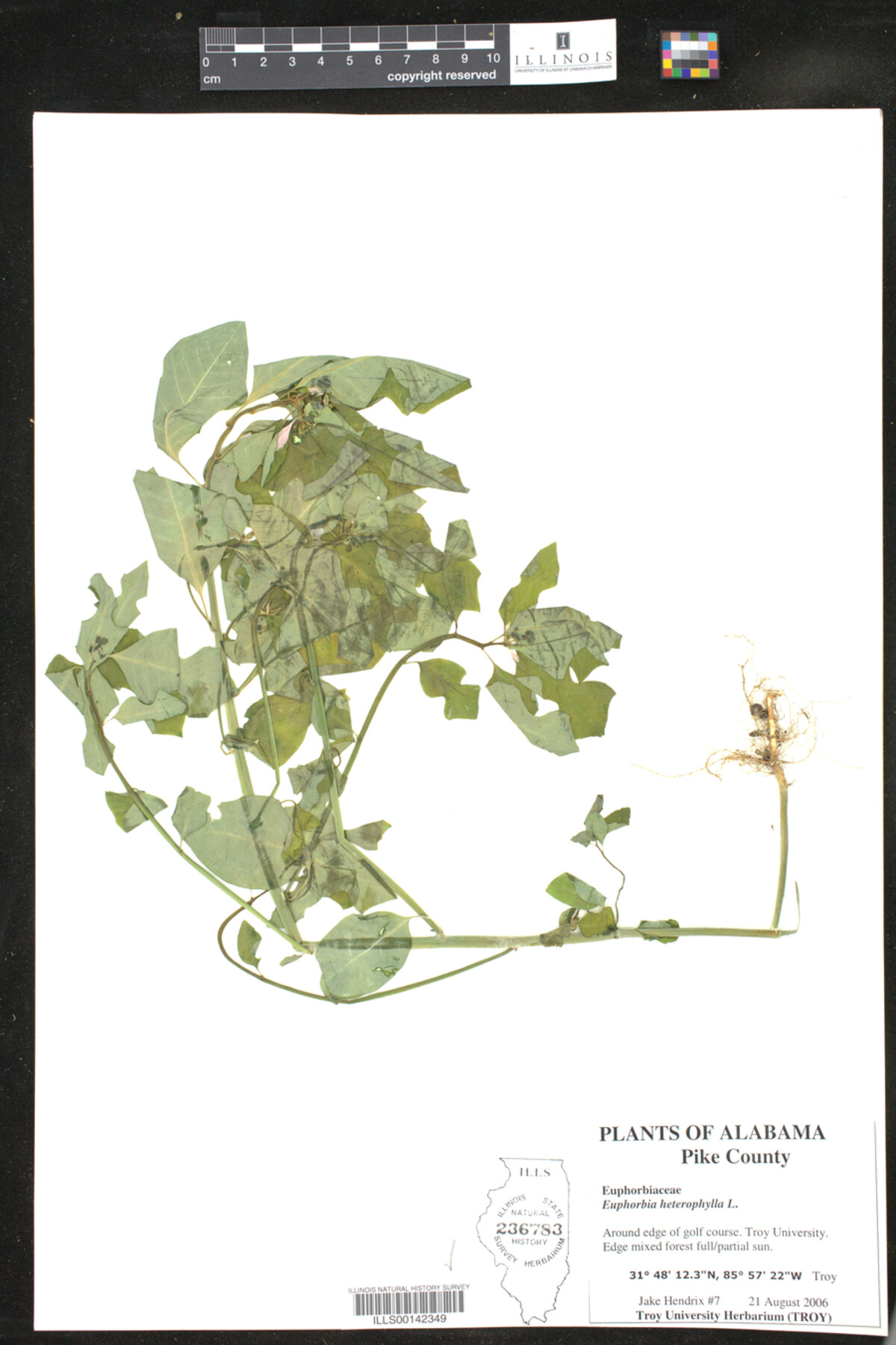 Euphorbia heterophylla image