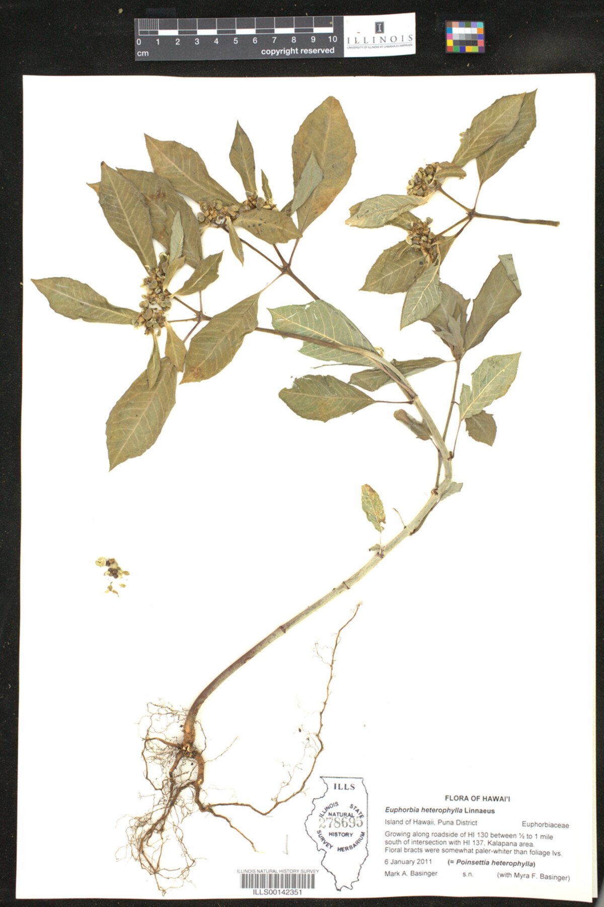 Euphorbia heterophylla image