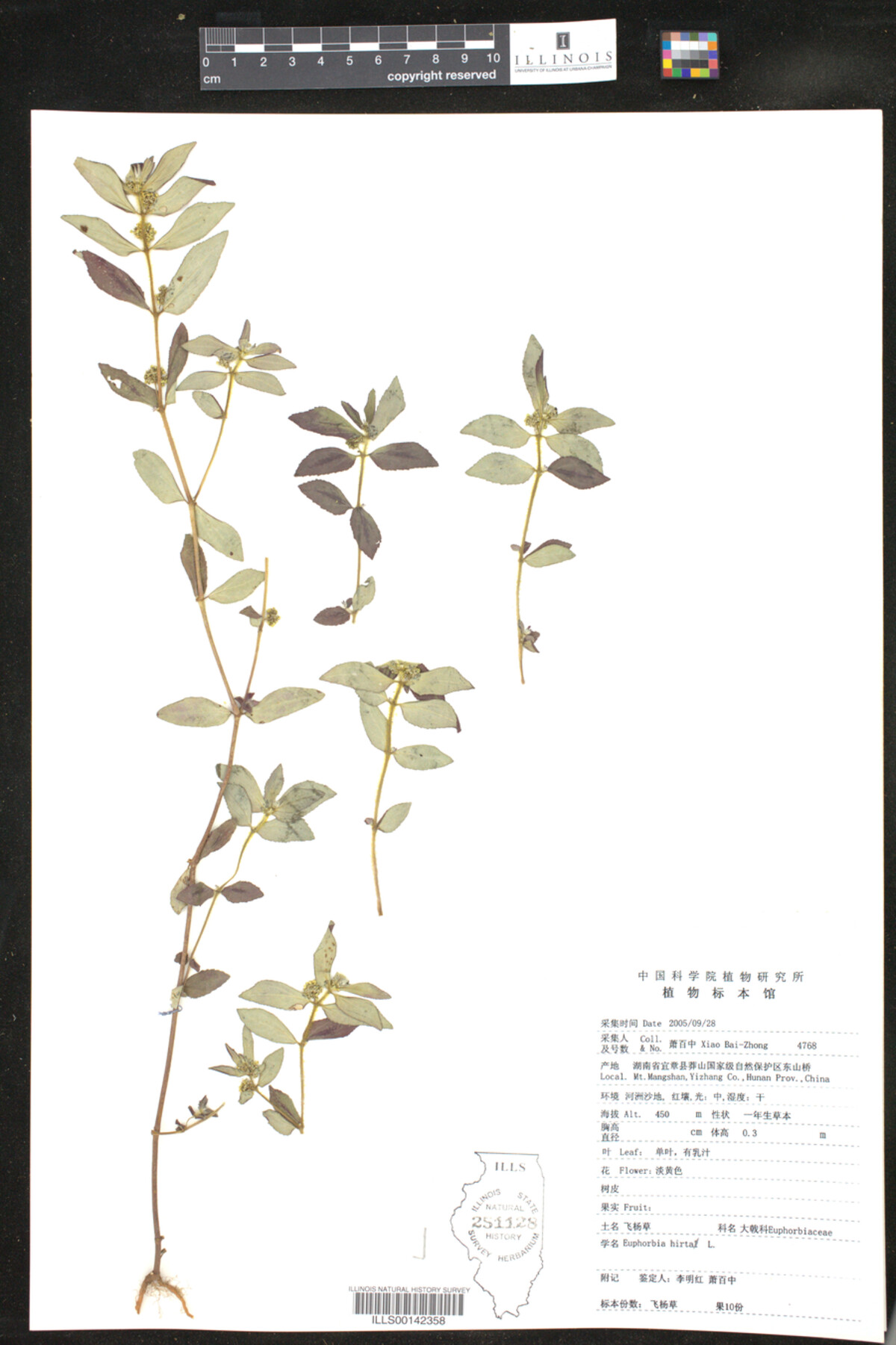 Euphorbia hirta image