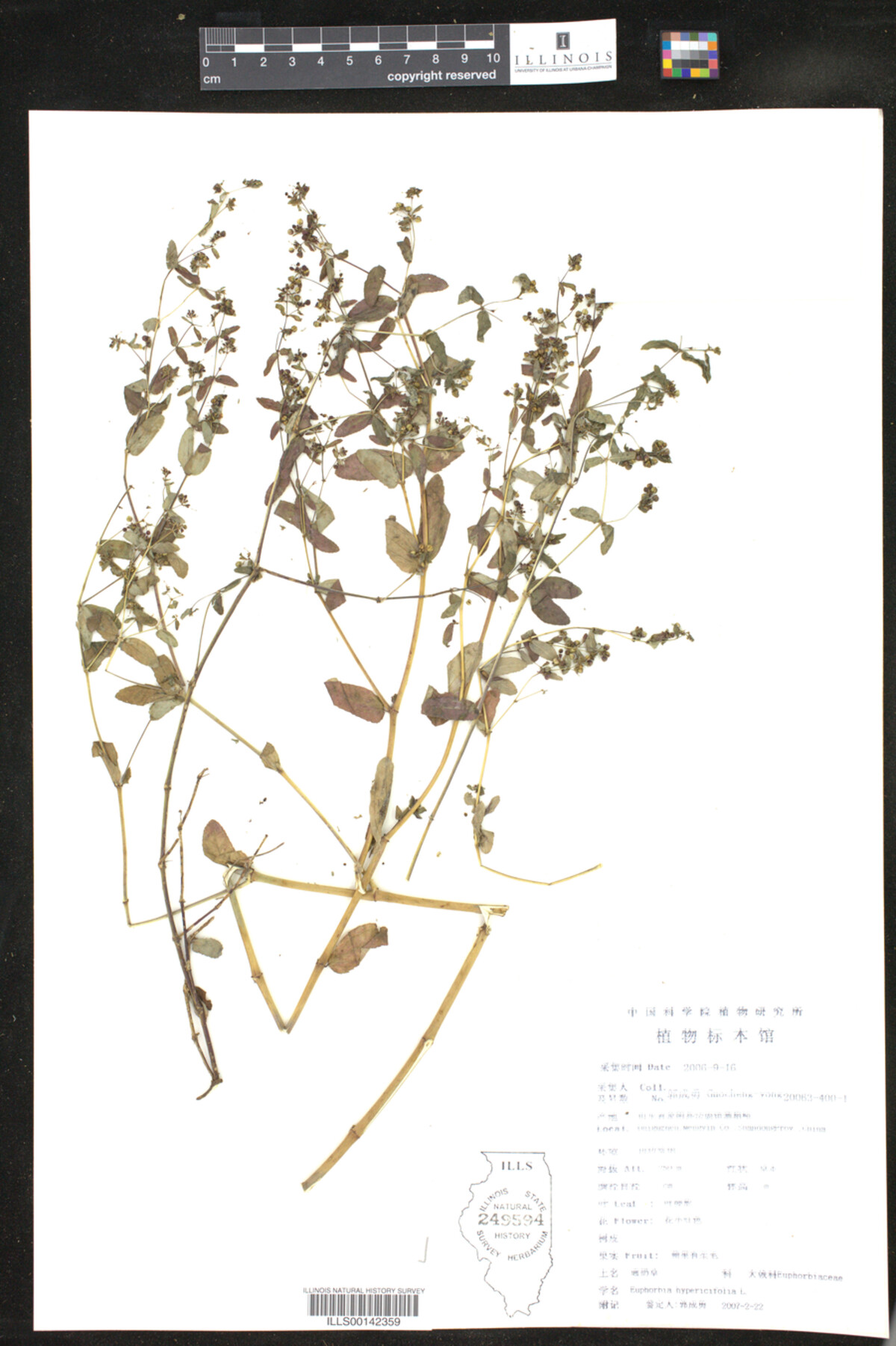 Euphorbia hypericifolia image