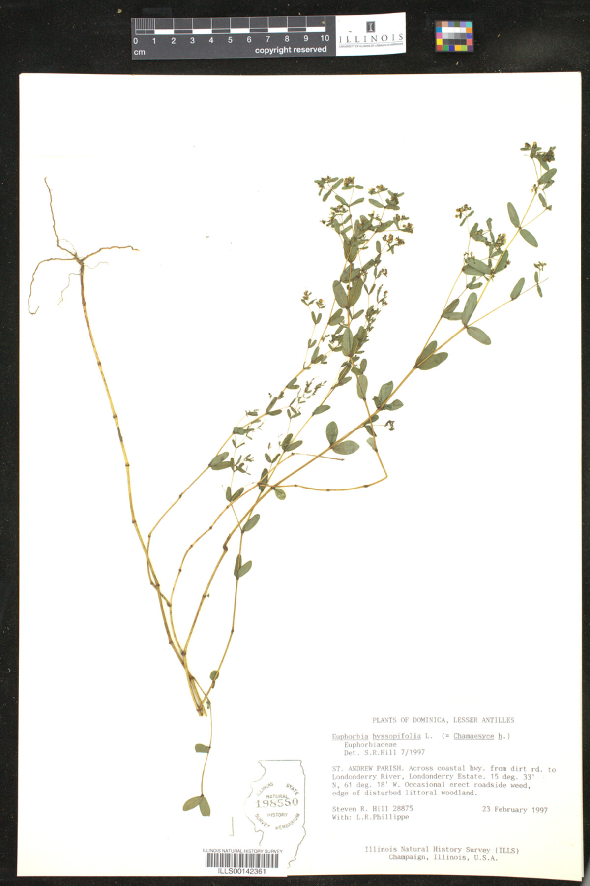 Euphorbia hyssopifolia image