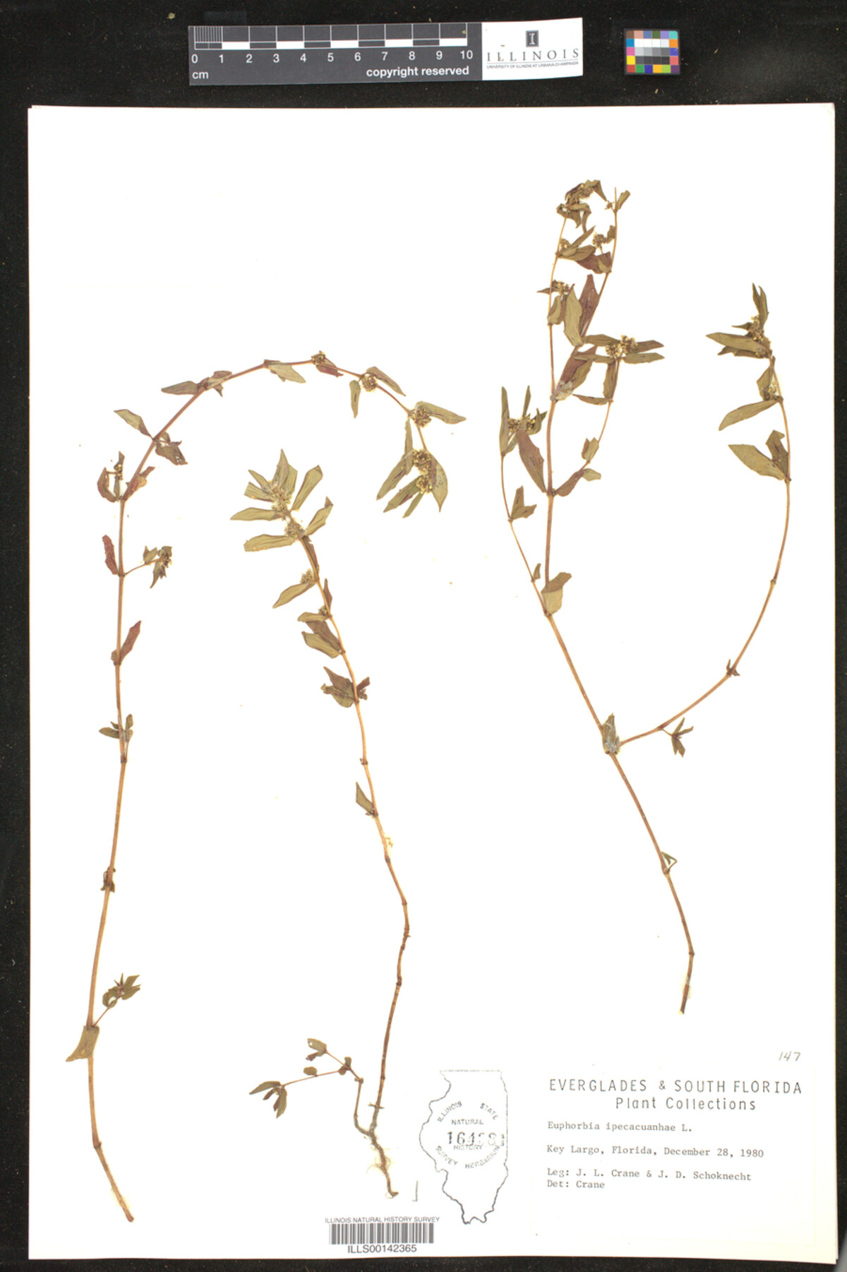 Euphorbia ipecacuanhae image