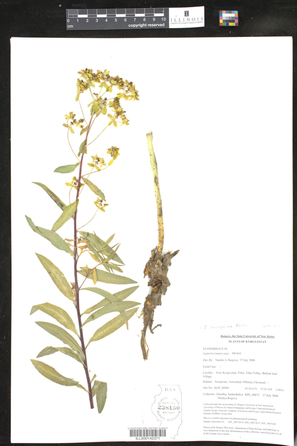 Euphorbia soongarica image