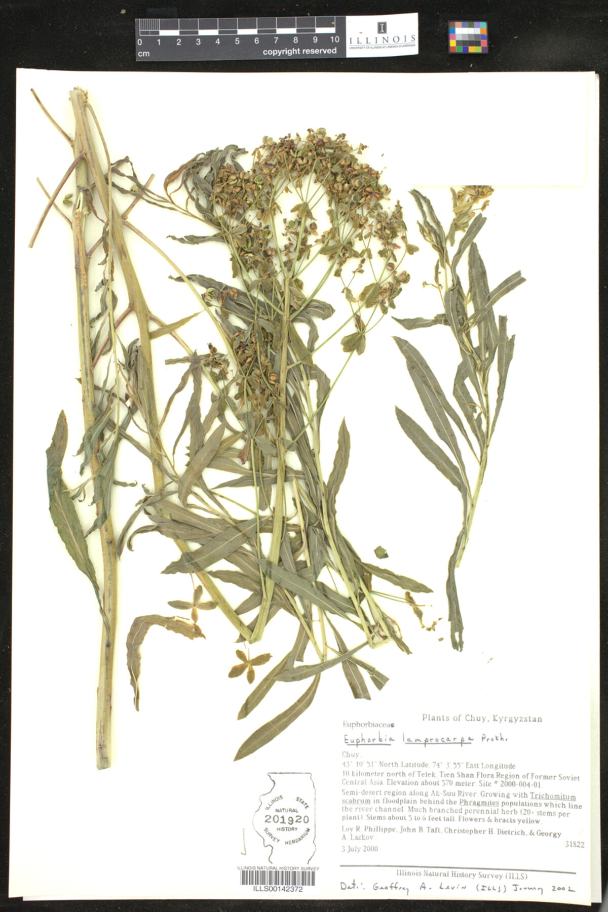 Euphorbia lamprocarpa image