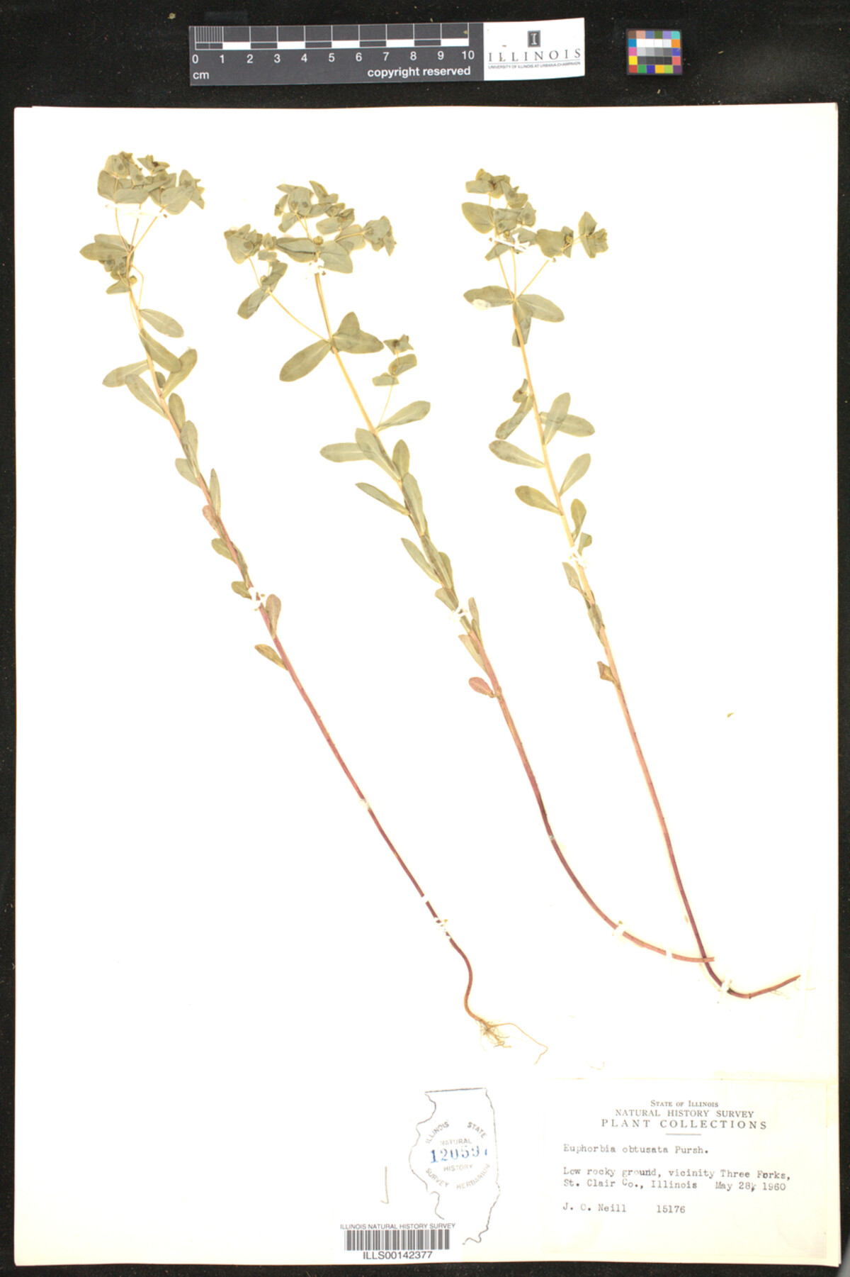 Euphorbia spathulata image
