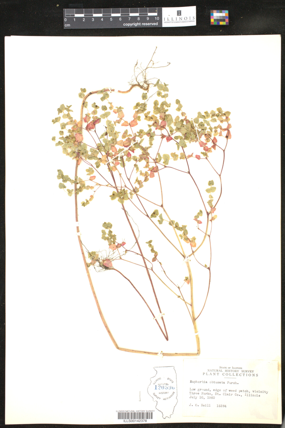 Euphorbia spathulata image
