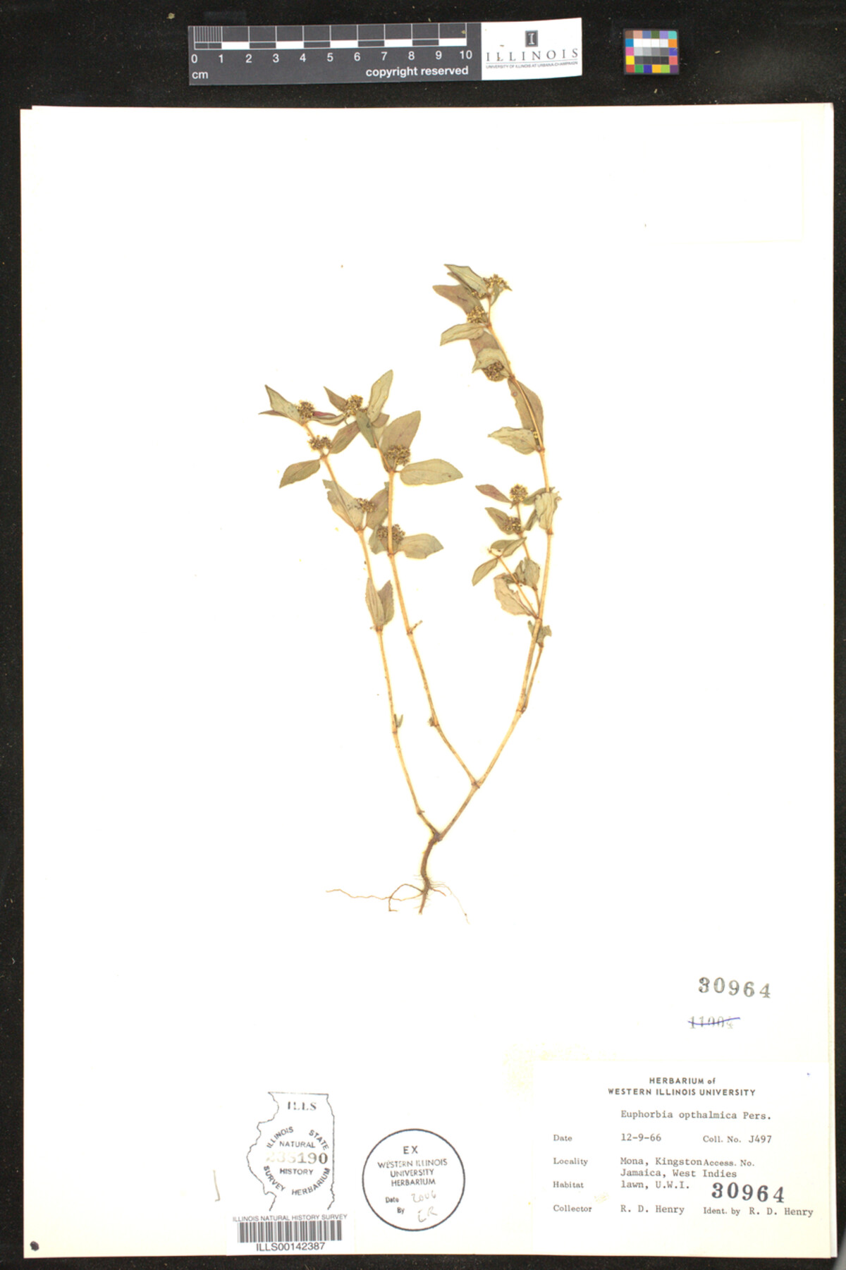 Euphorbia opthalmica image