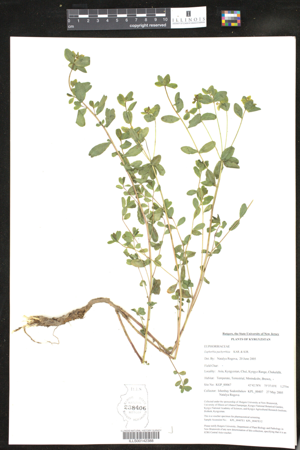 Euphorbia pachyrrhiza image
