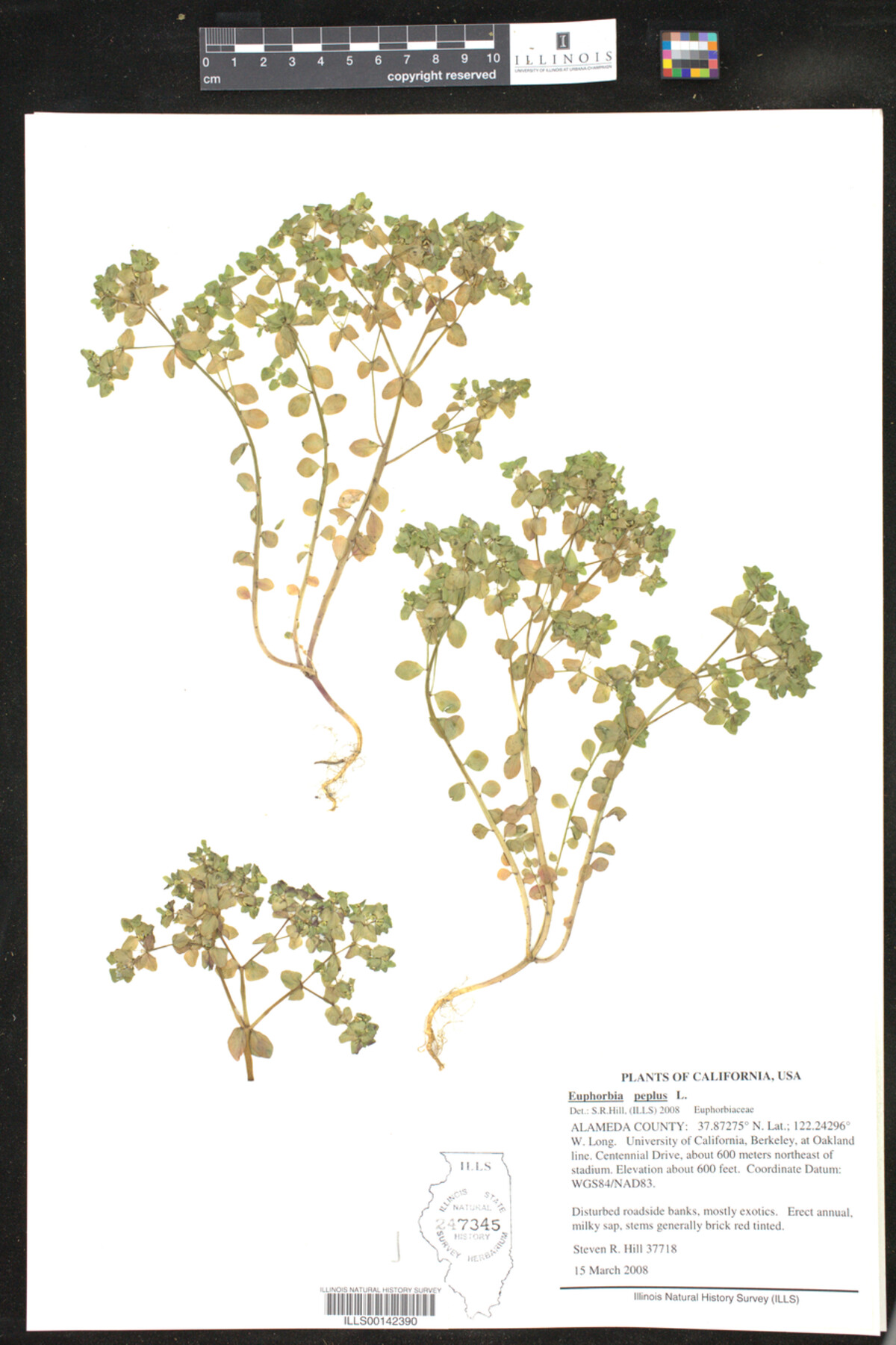 Euphorbia peplus image