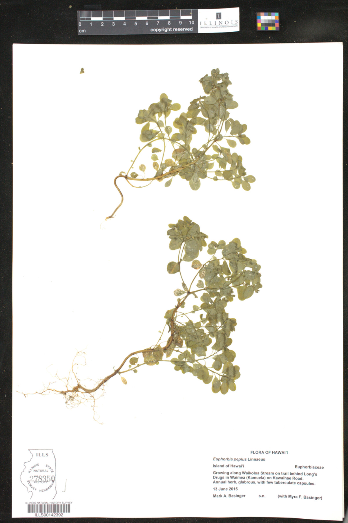 Euphorbia peplus image