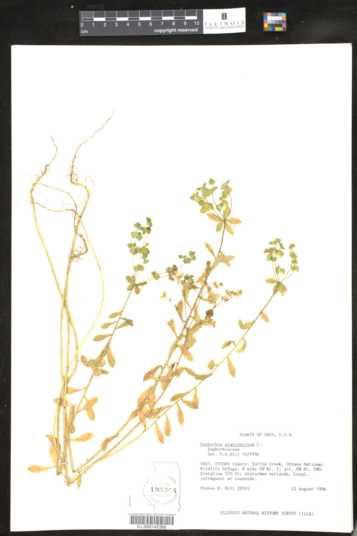 Euphorbia platyphyllos image