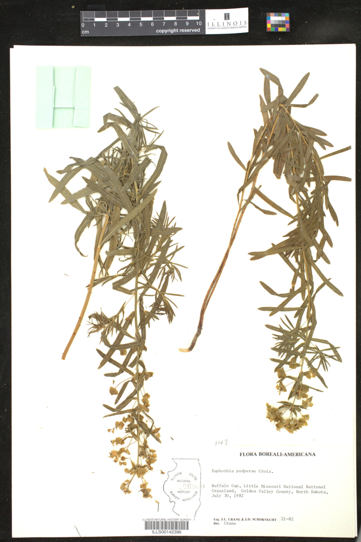 Euphorbia esula image