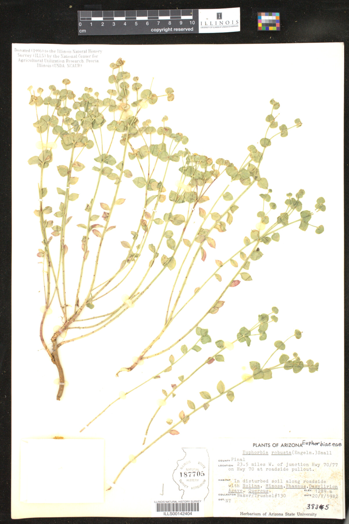 Euphorbia brachycera image