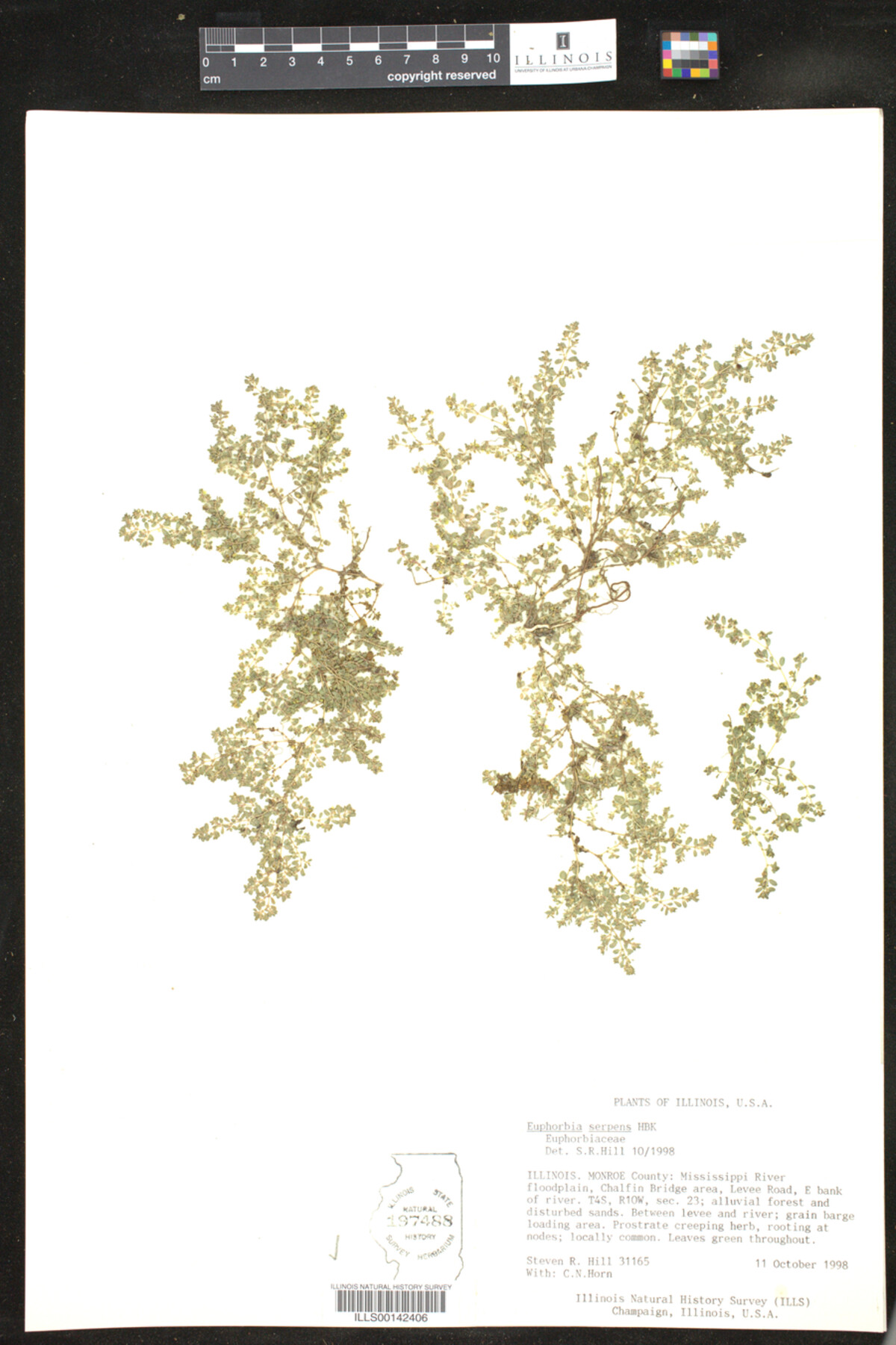 Euphorbia serpens image