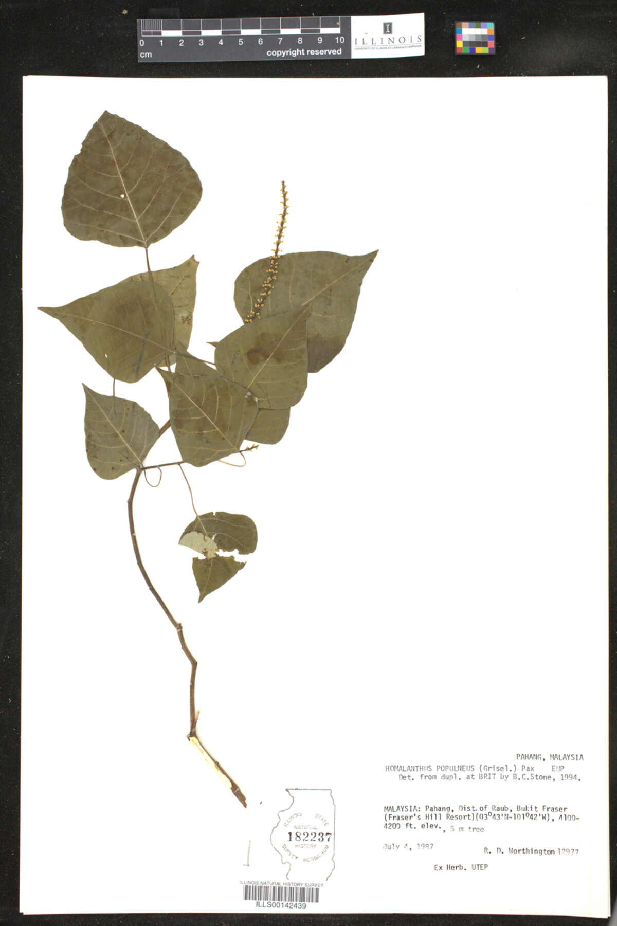 Homalanthus image