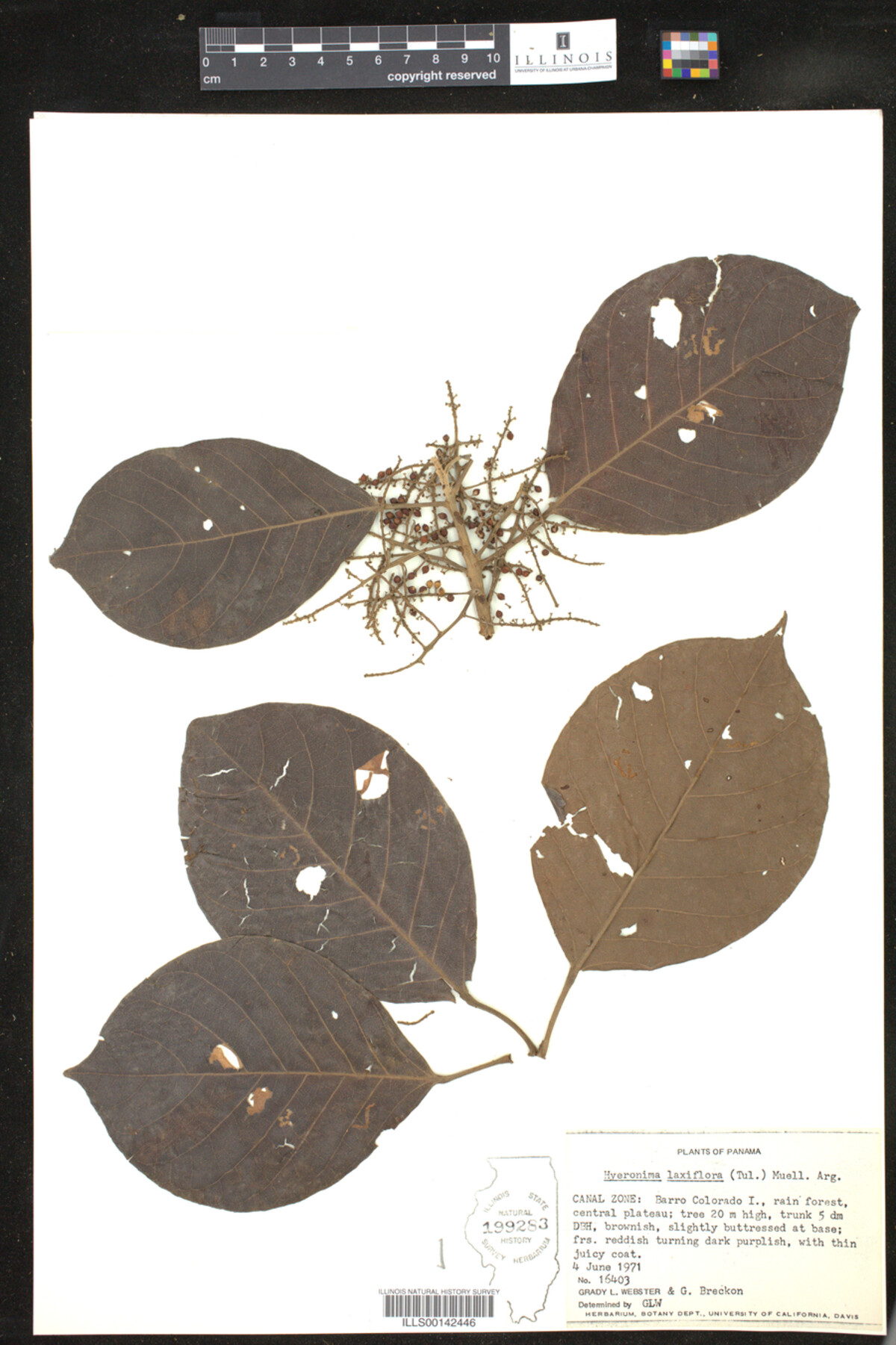 Hyeronima laxiflora image