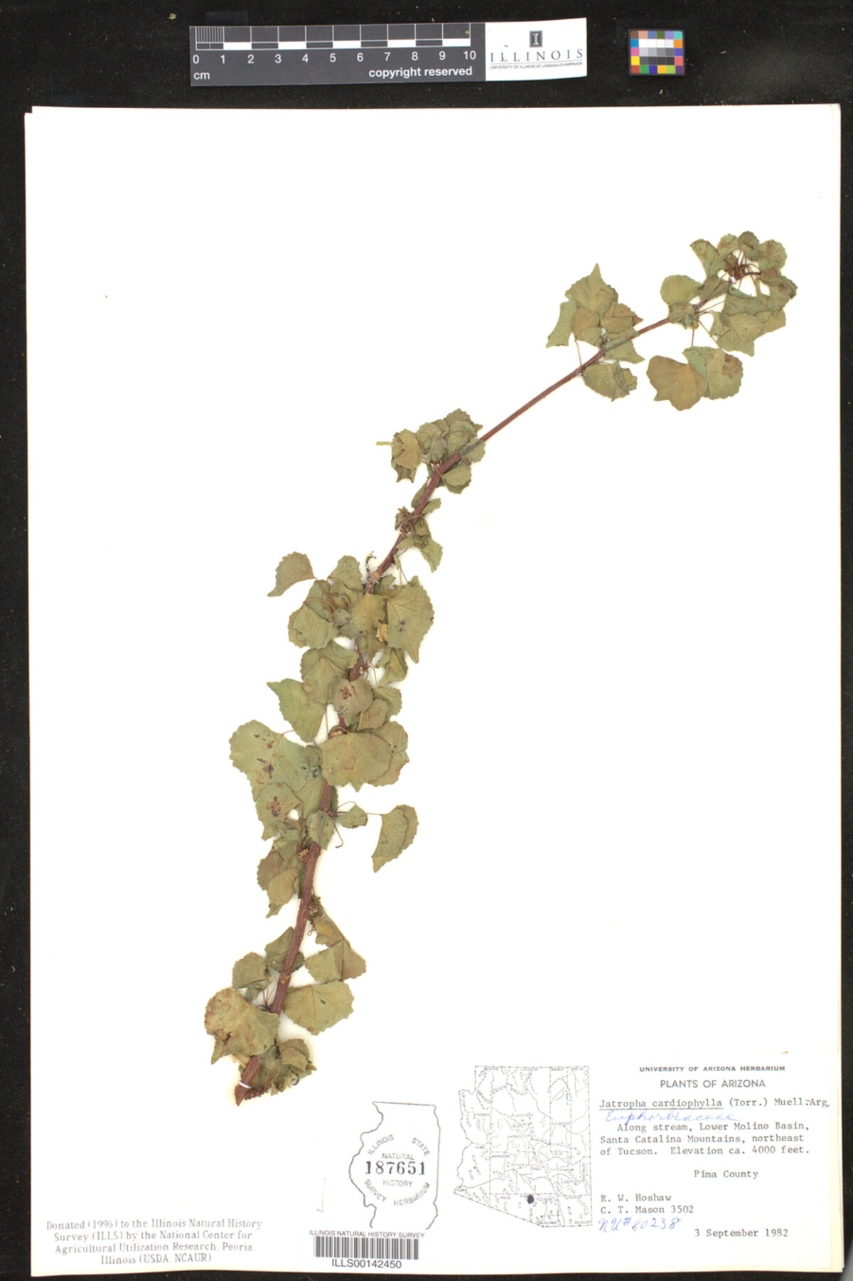 Jatropha cardiophylla image