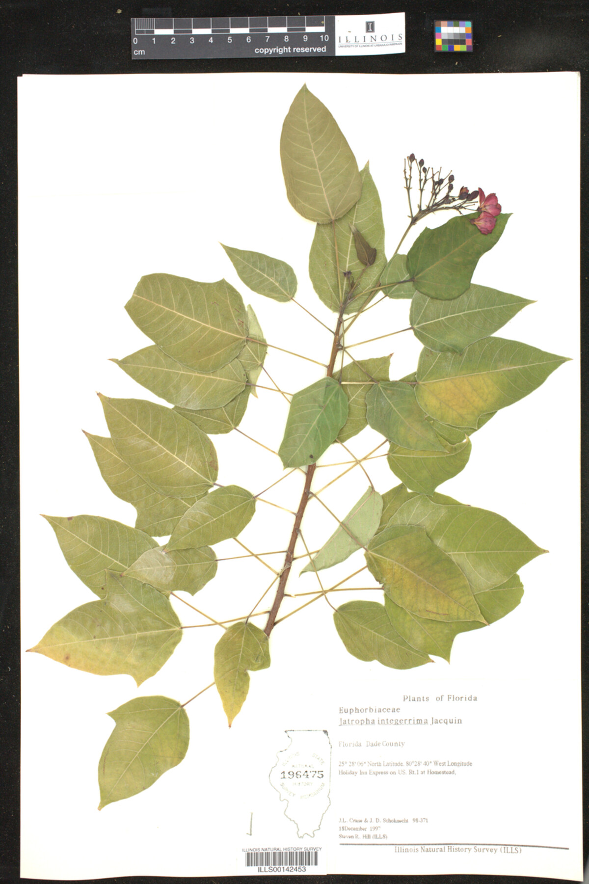 Jatropha integerrima image