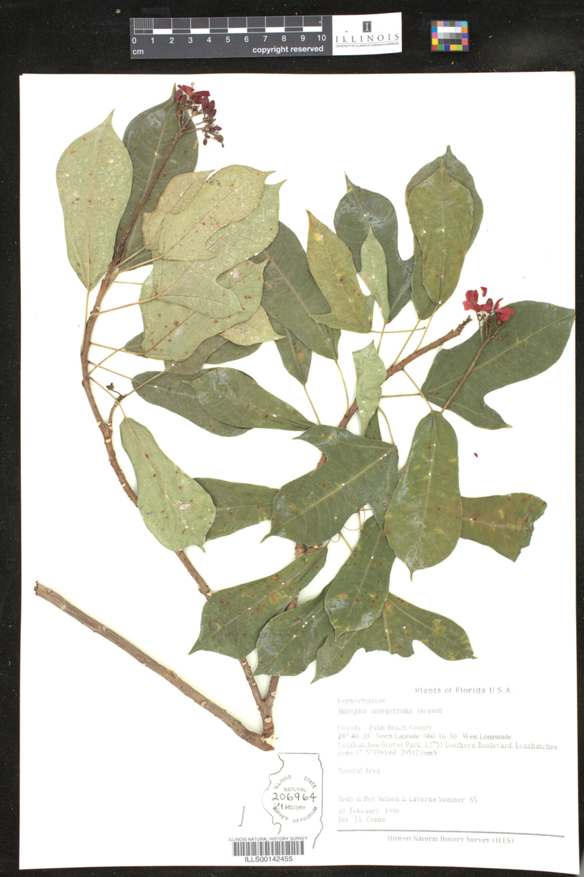 Jatropha integerrima image