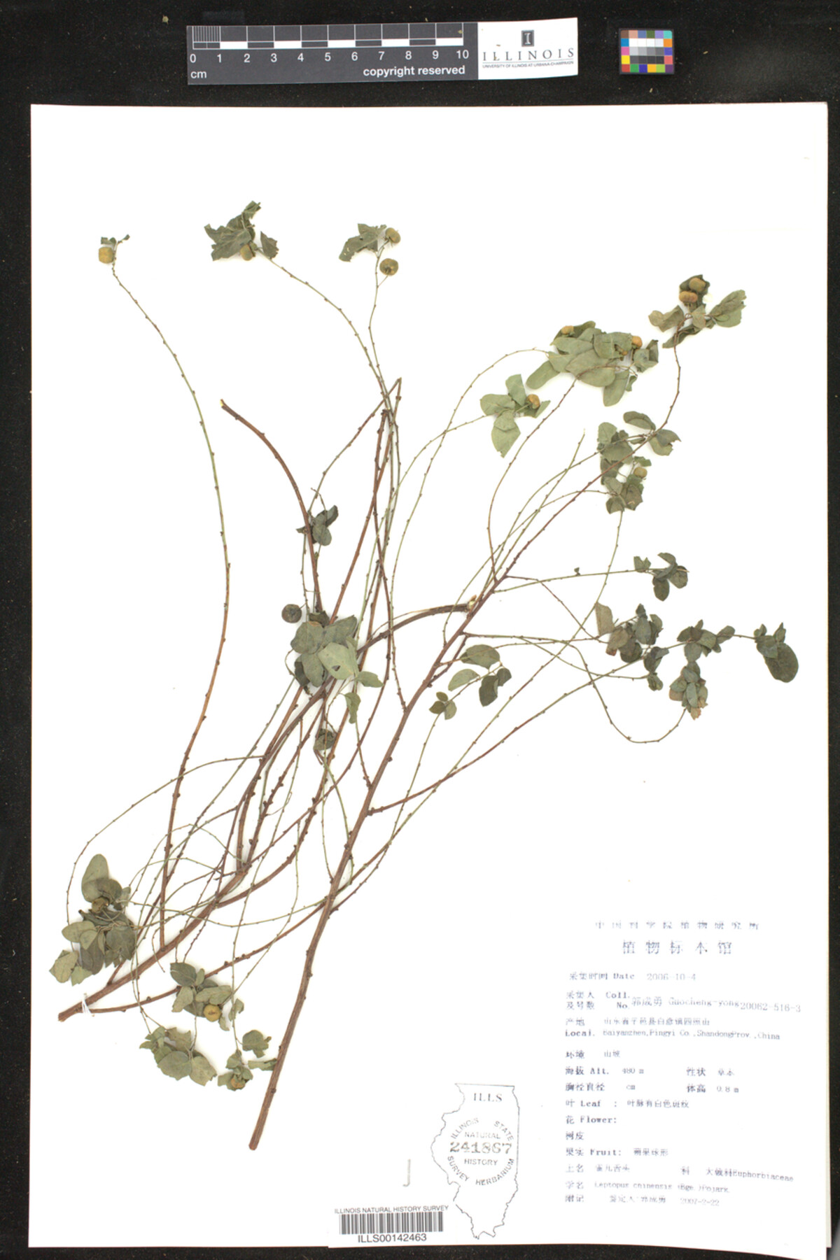 Phyllanthaceae image