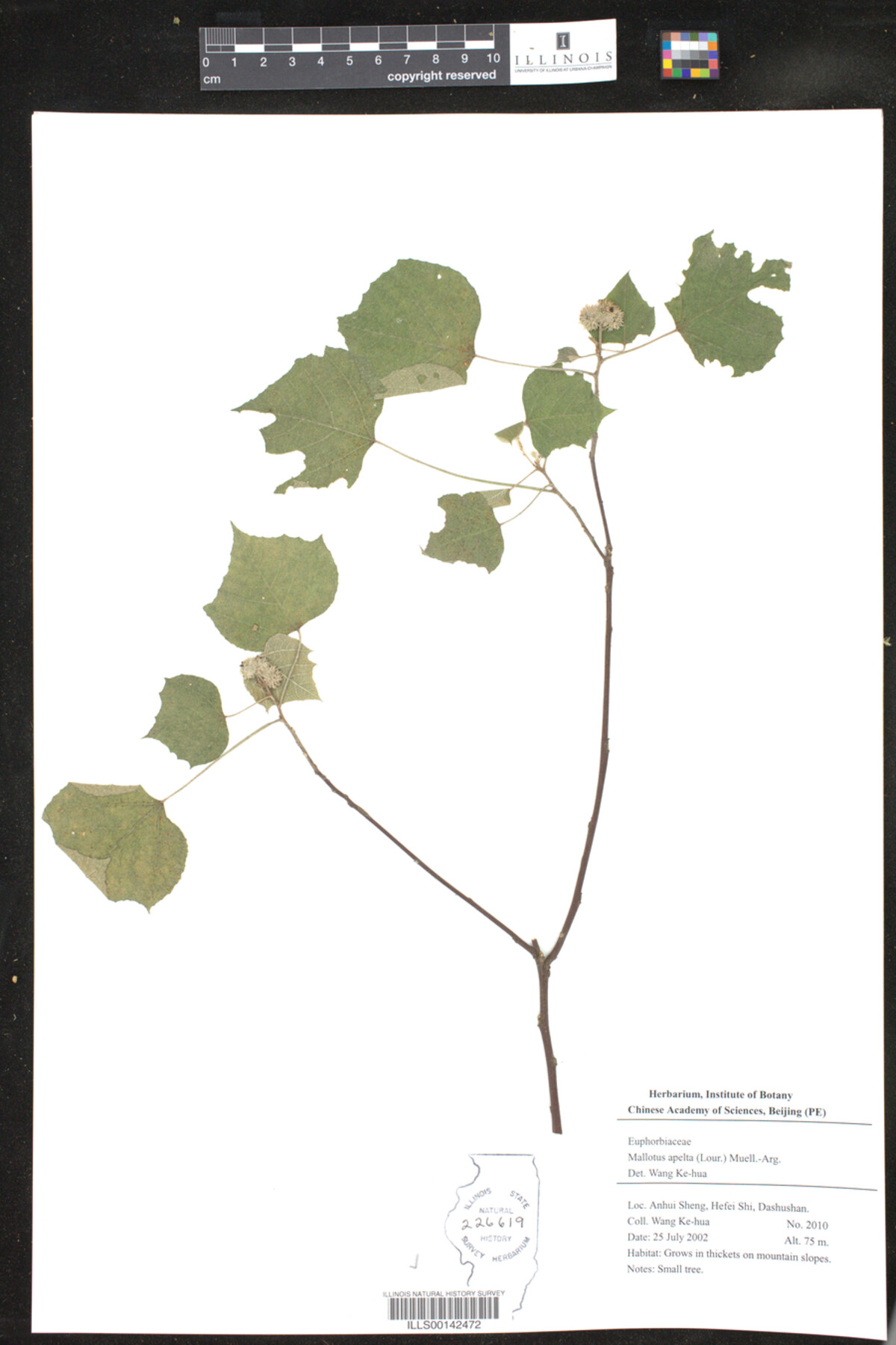 Mallotus apelta image