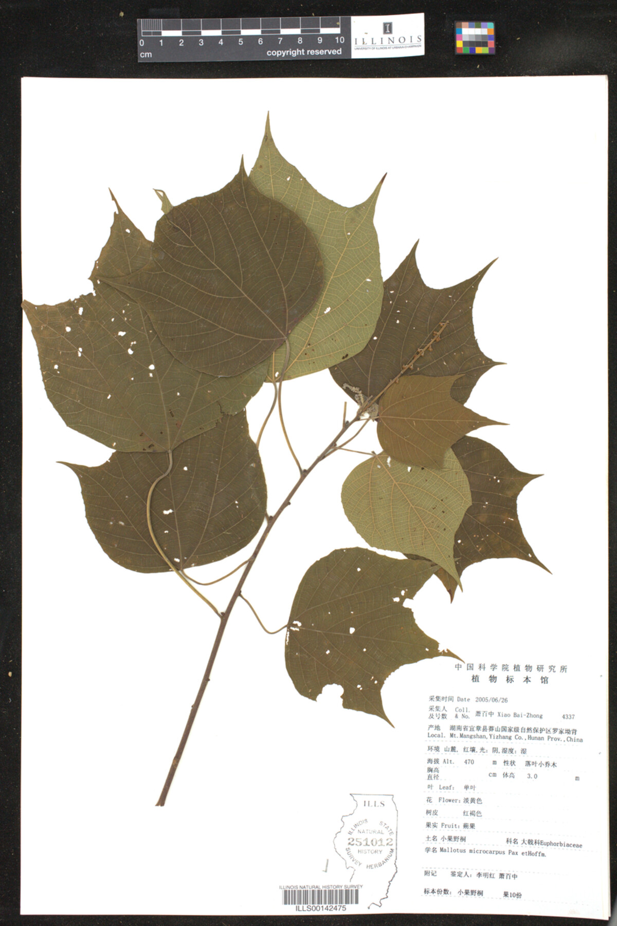 Mallotus microcarpus image