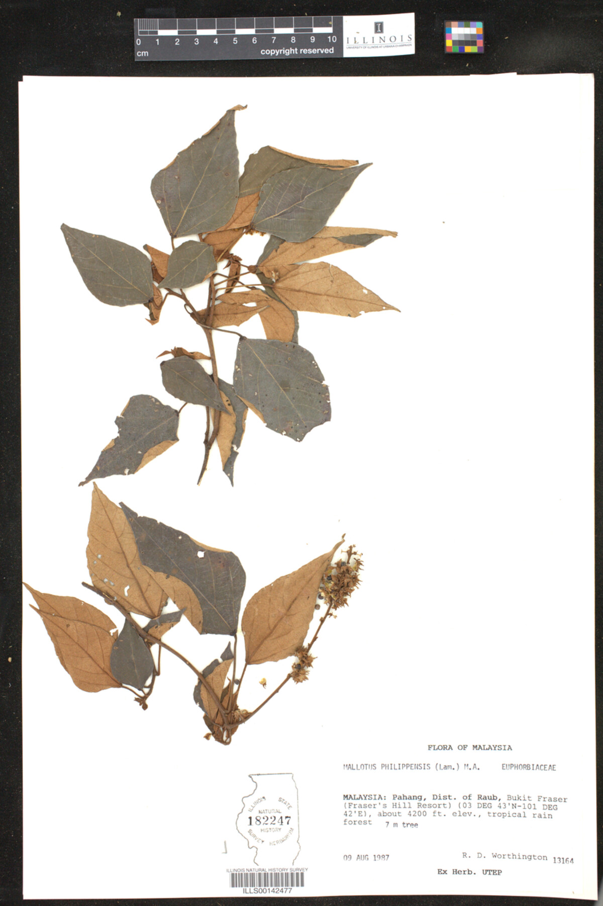 Mallotus philippensis image